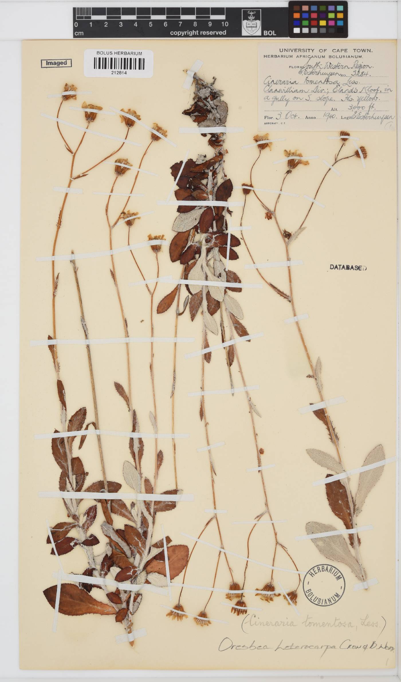 Oresbia heterocarpa image