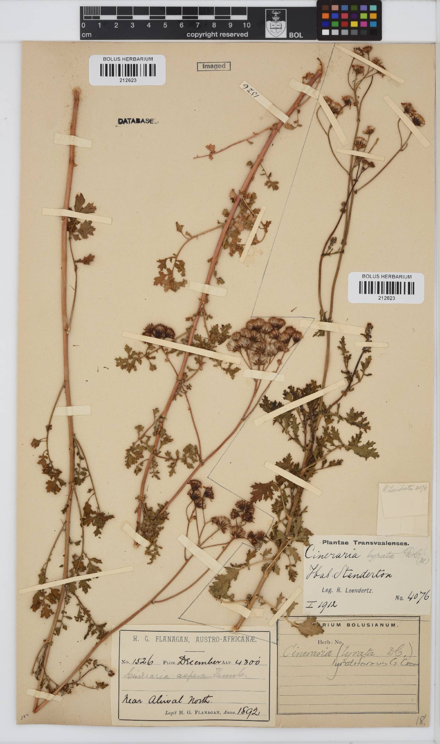 Cineraria lyratiformis image