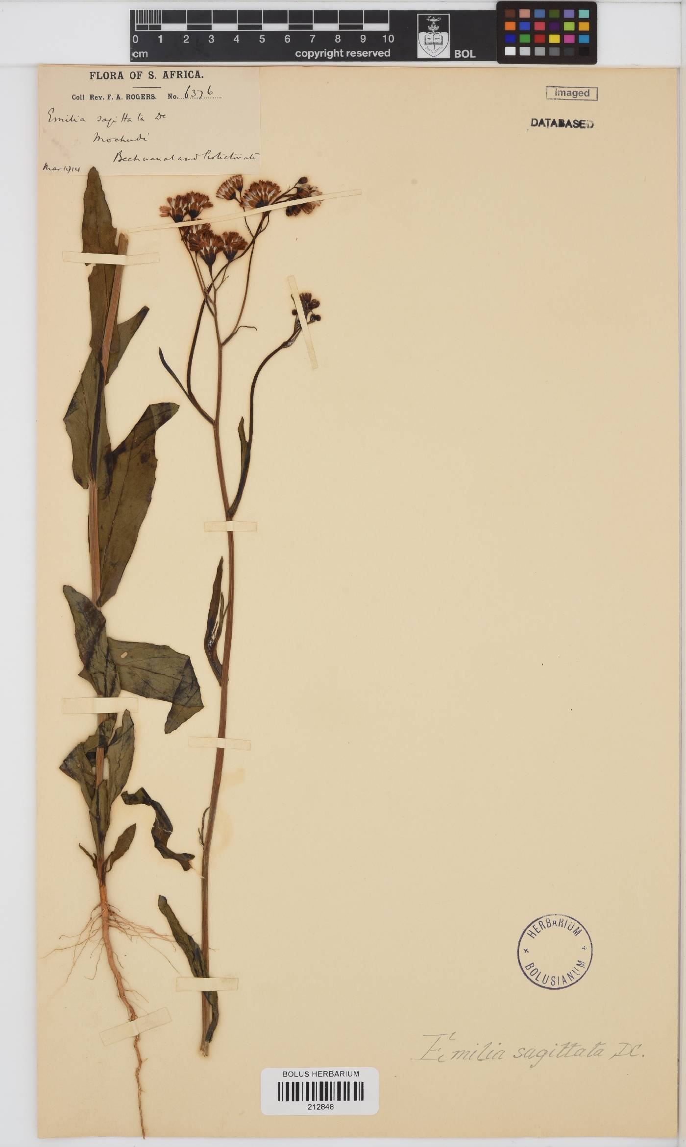 Emilia coccinea image