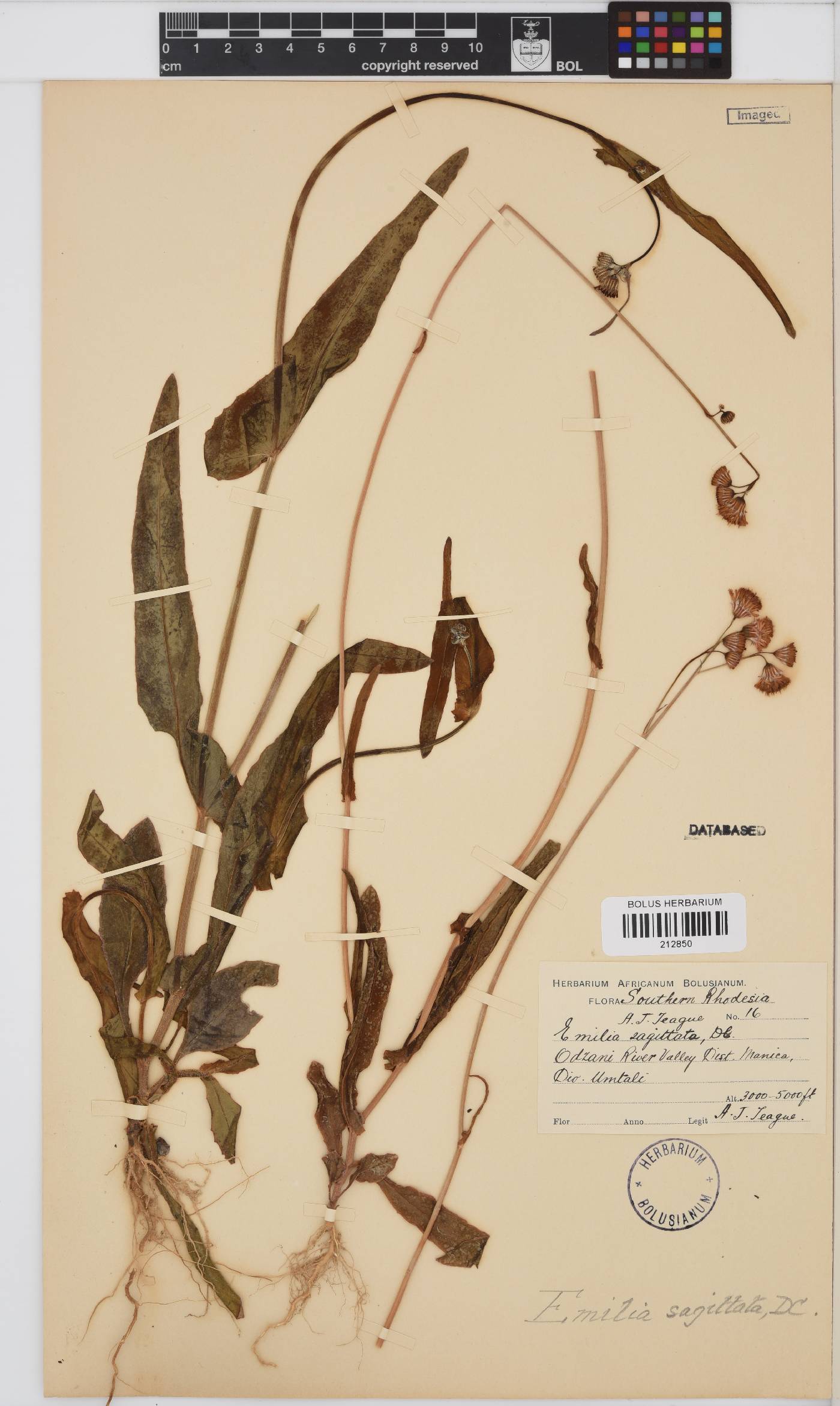 Emilia coccinea image