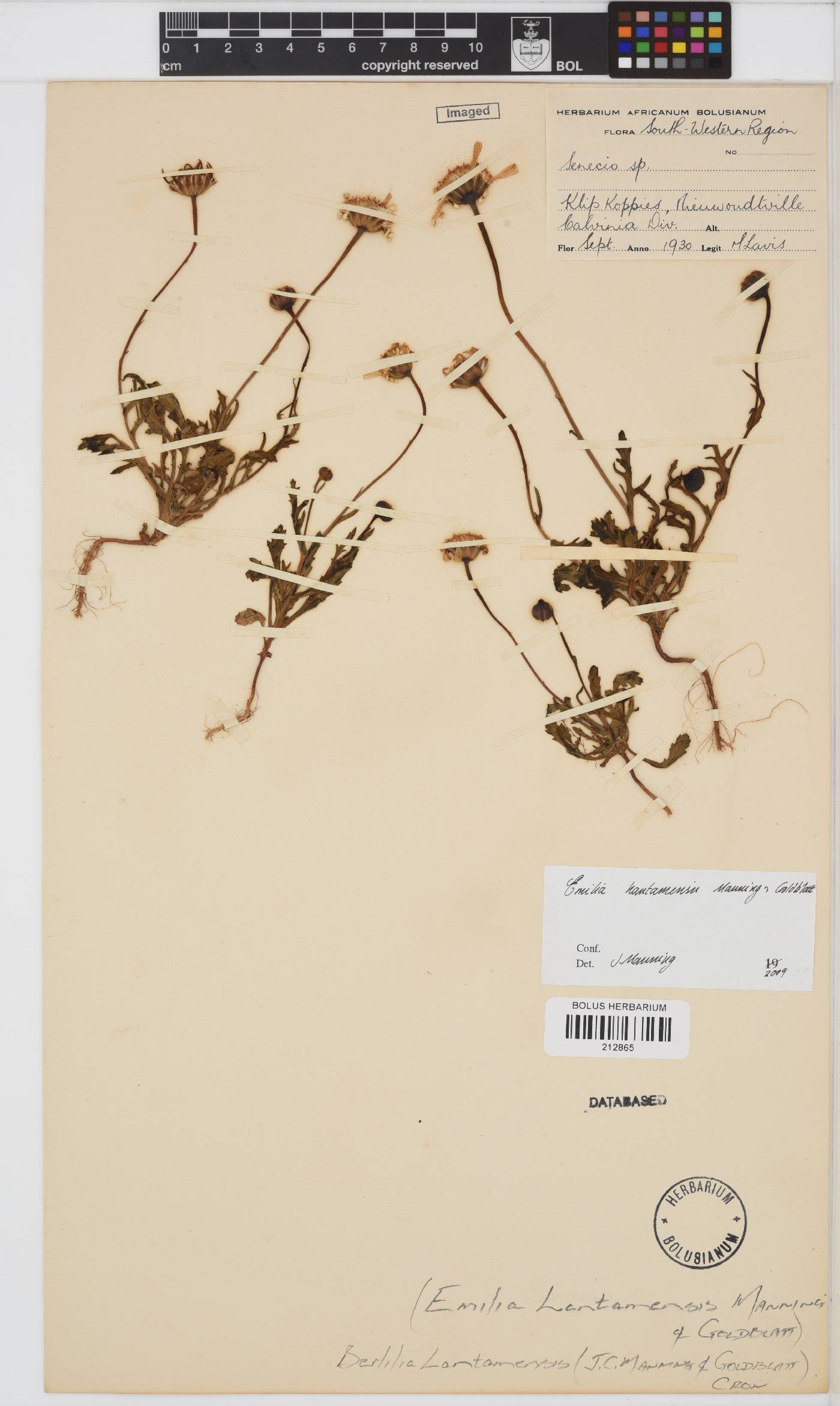 Bertilia hantamensis image