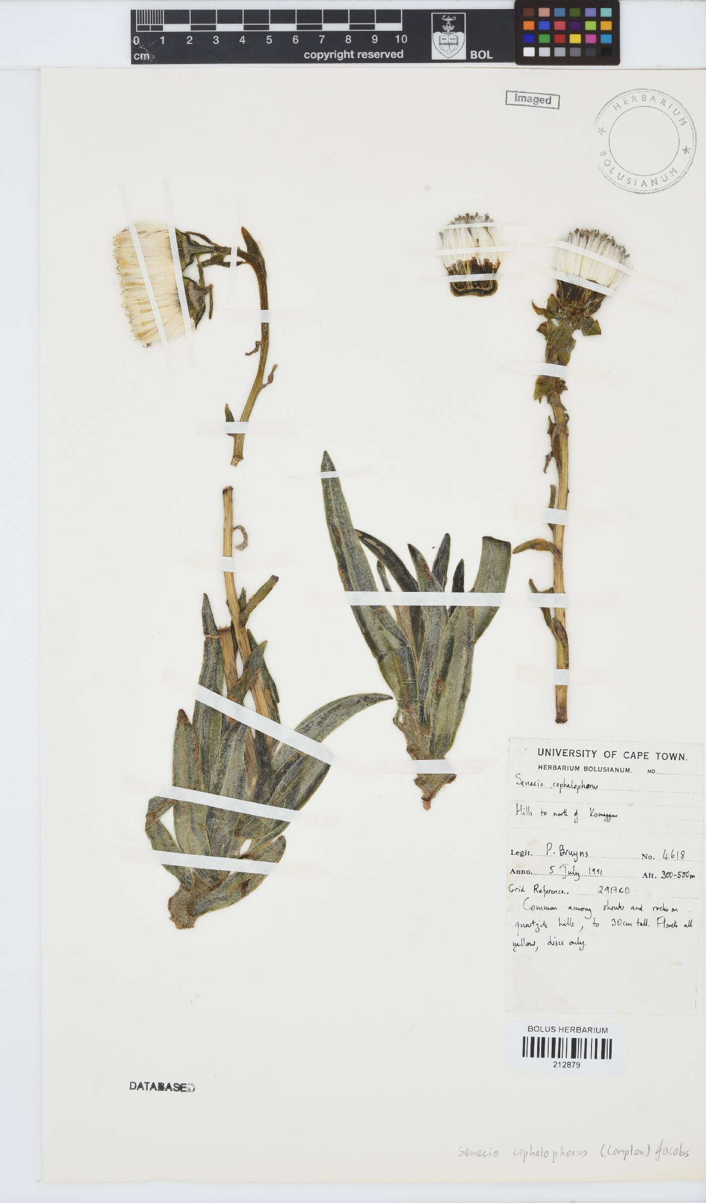 Kleinia cephalophora image
