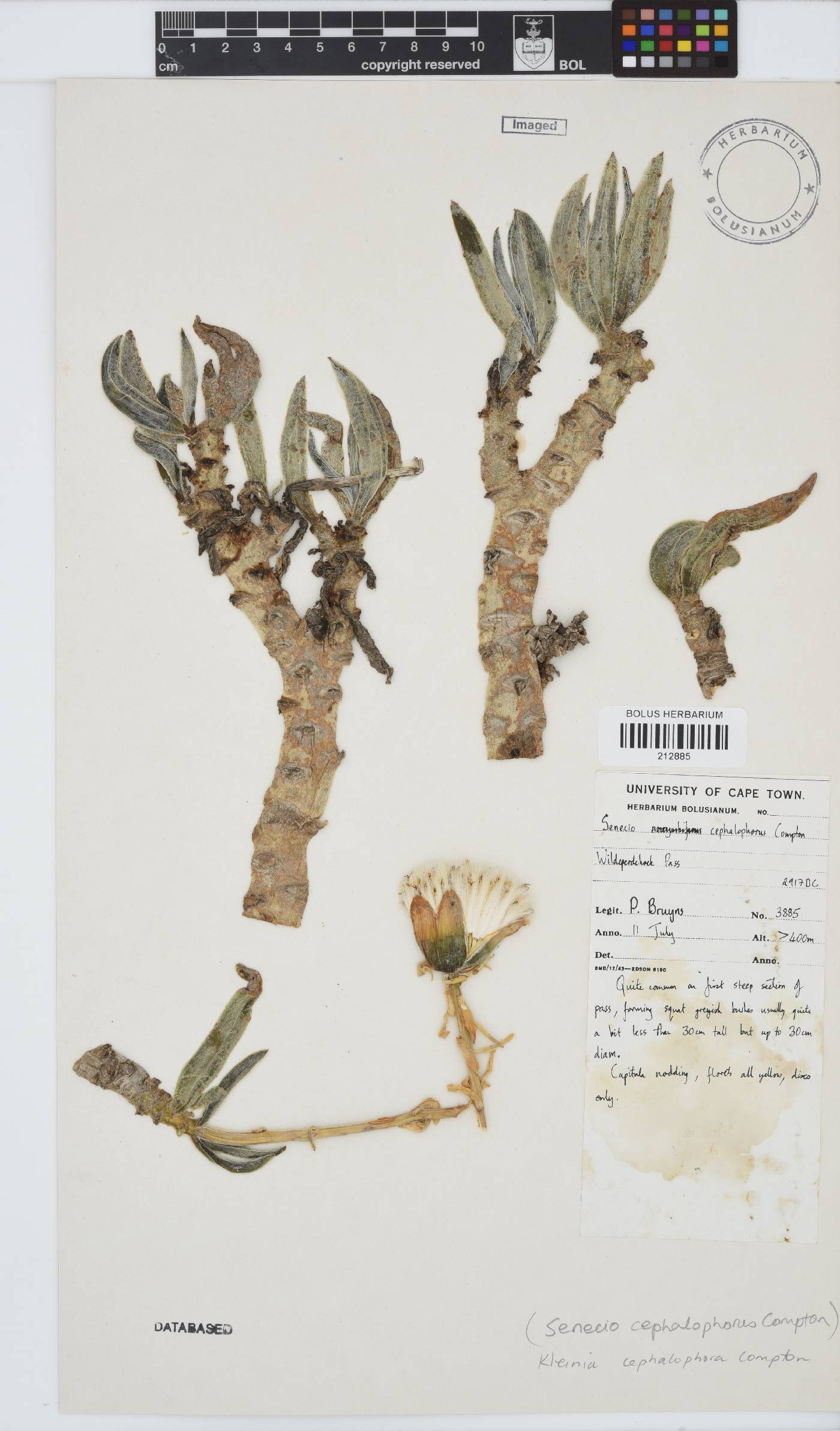 Kleinia cephalophora image