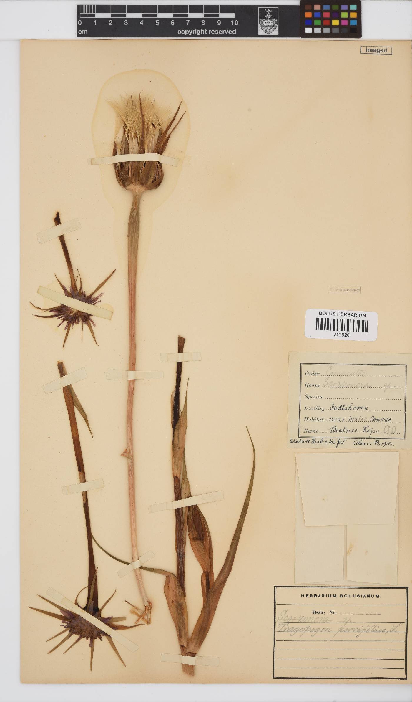 Tragopogon porrifolius image