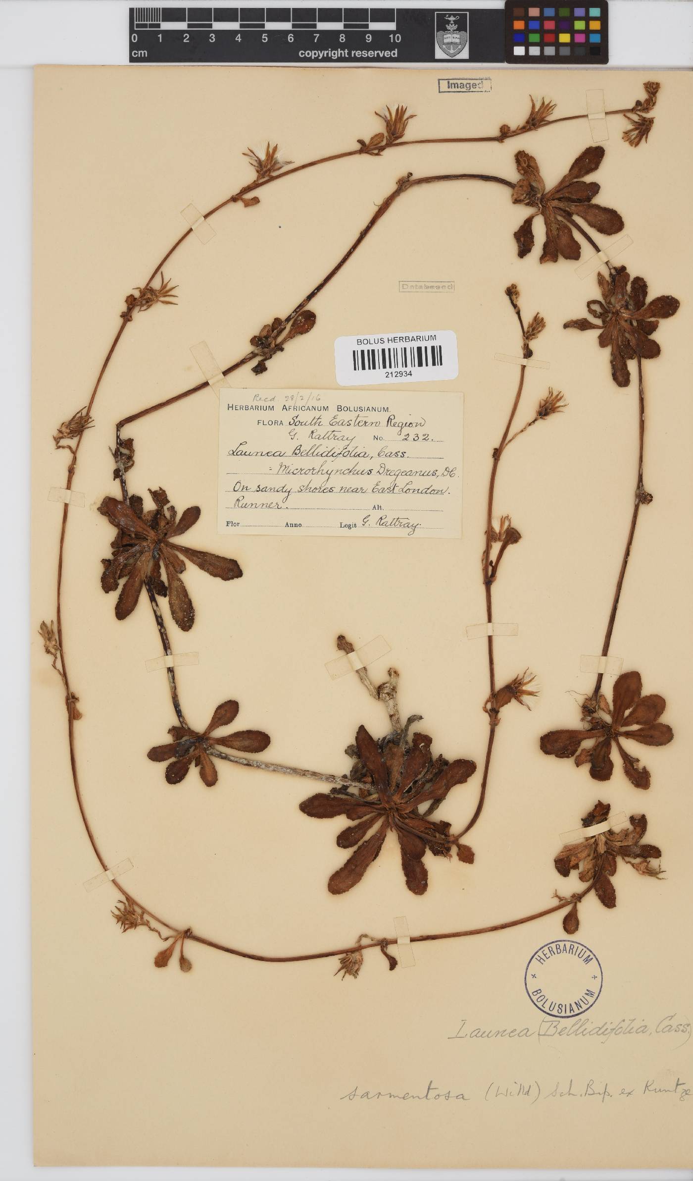 Launaea sarmentosa image