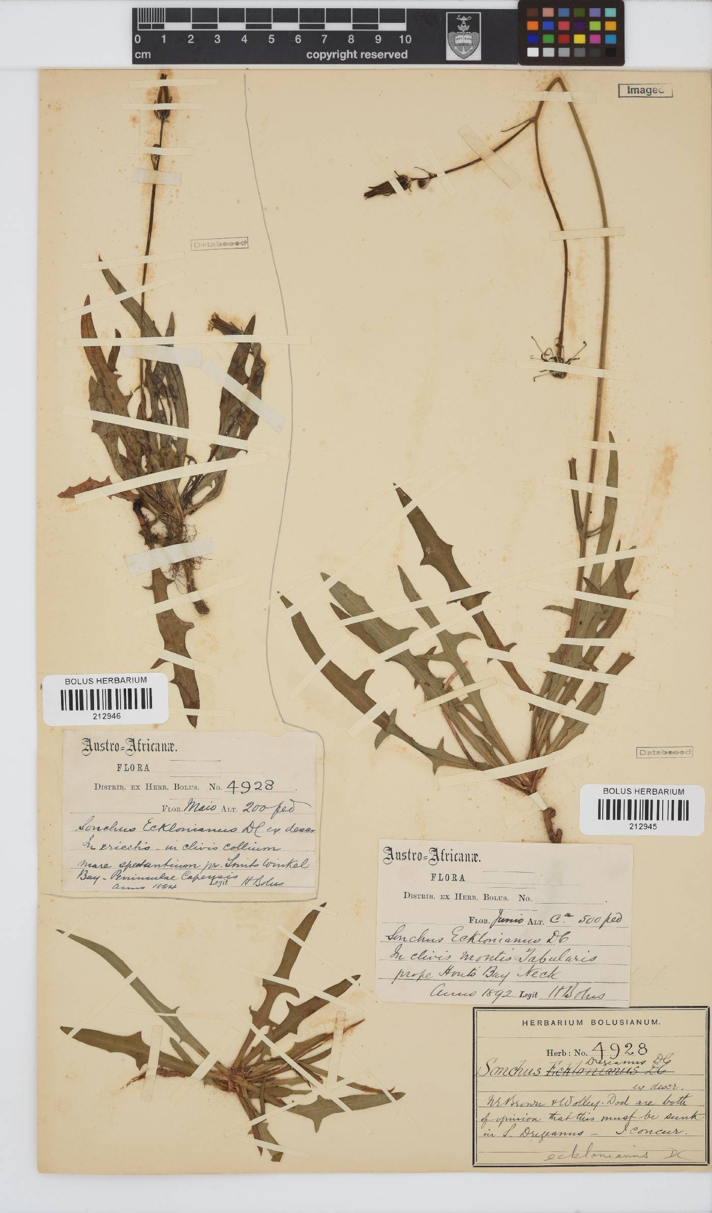 Sonchus dregeanus image