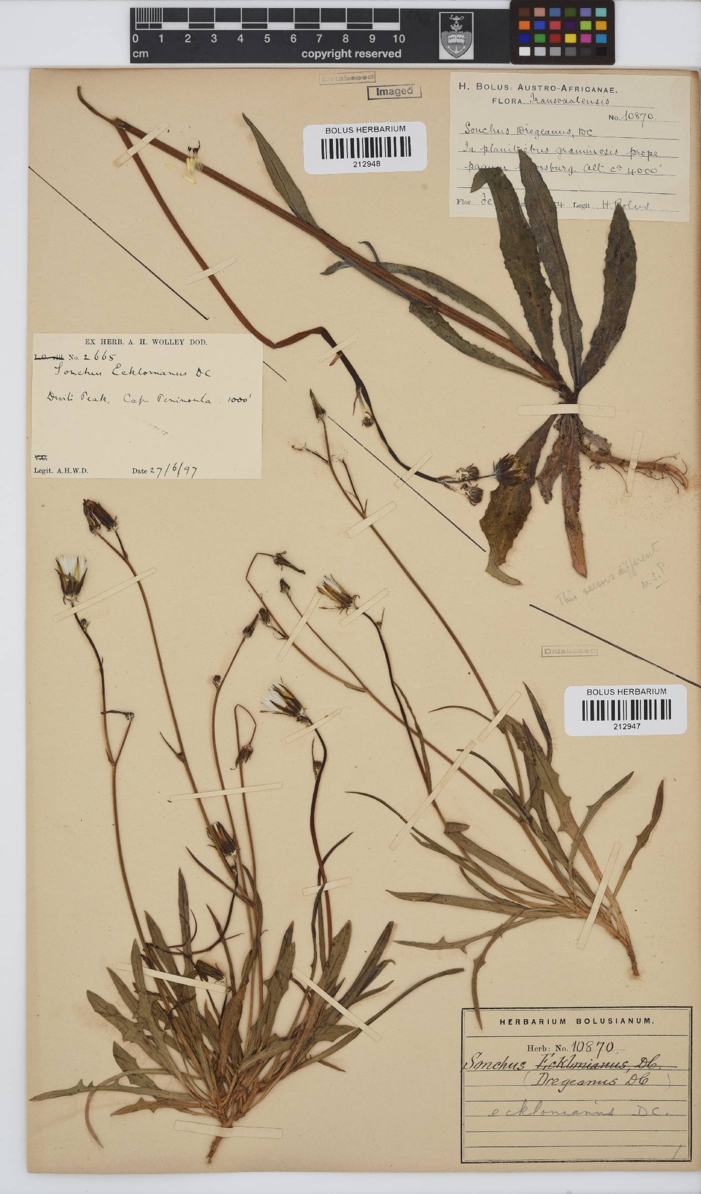 Sonchus dregeanus image