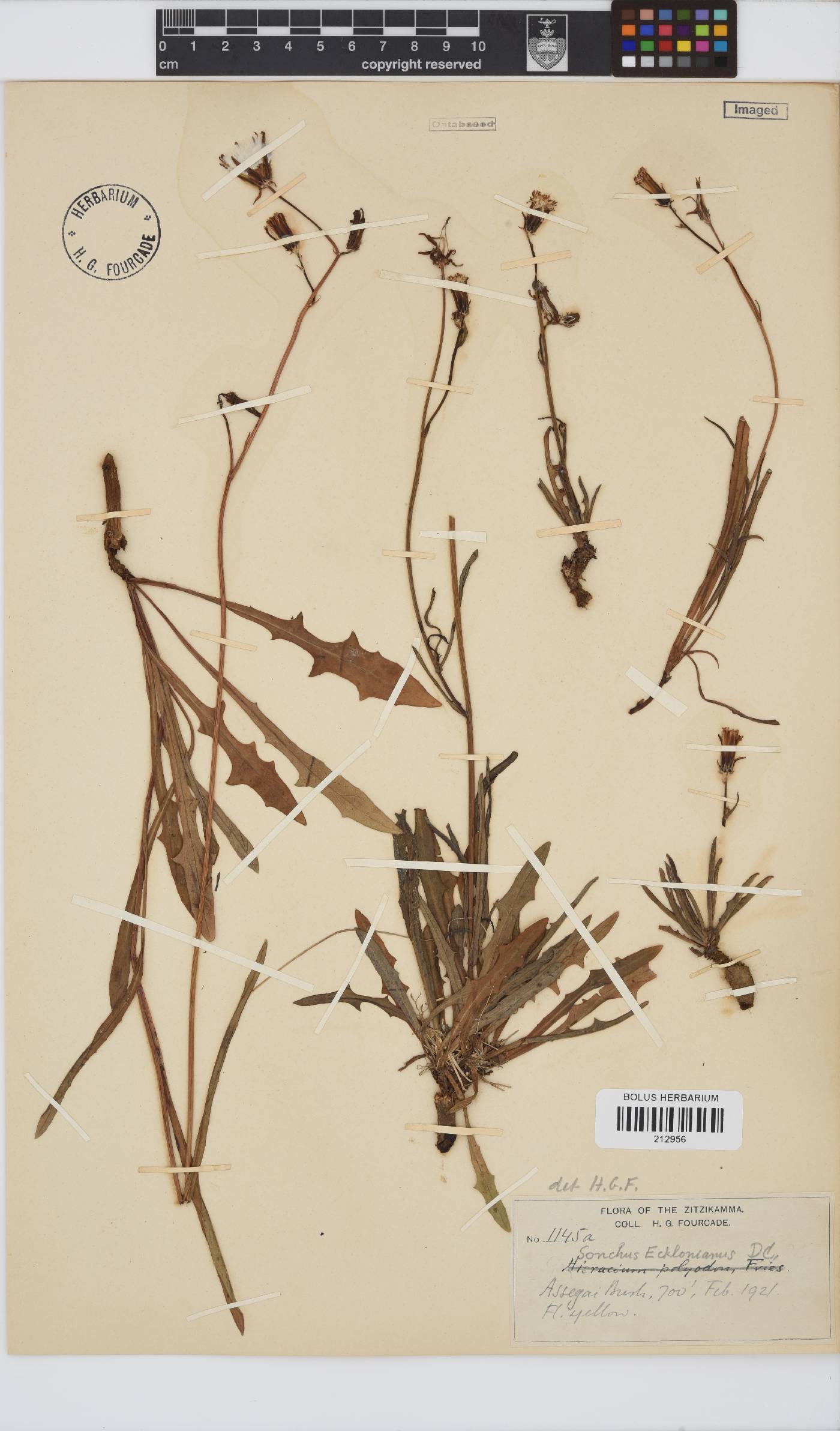Sonchus dregeanus image