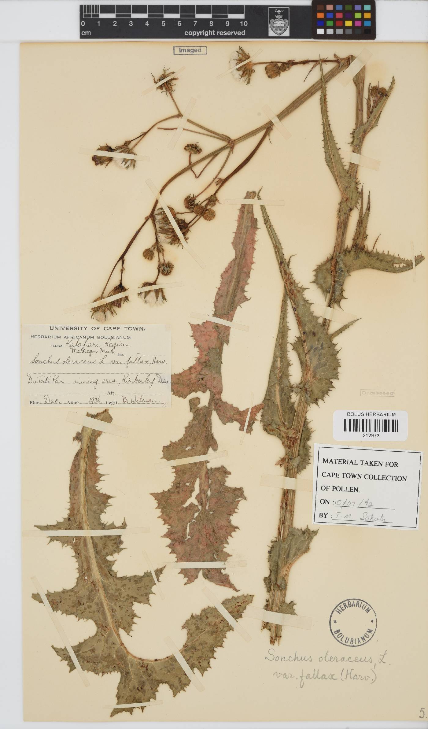 Sonchus oleraceus image