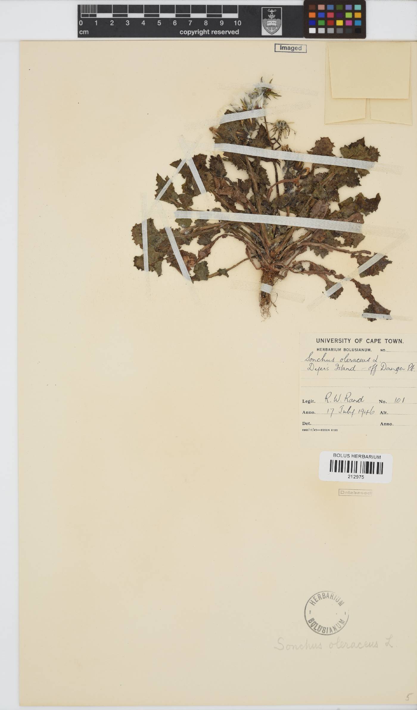 Sonchus oleraceus image