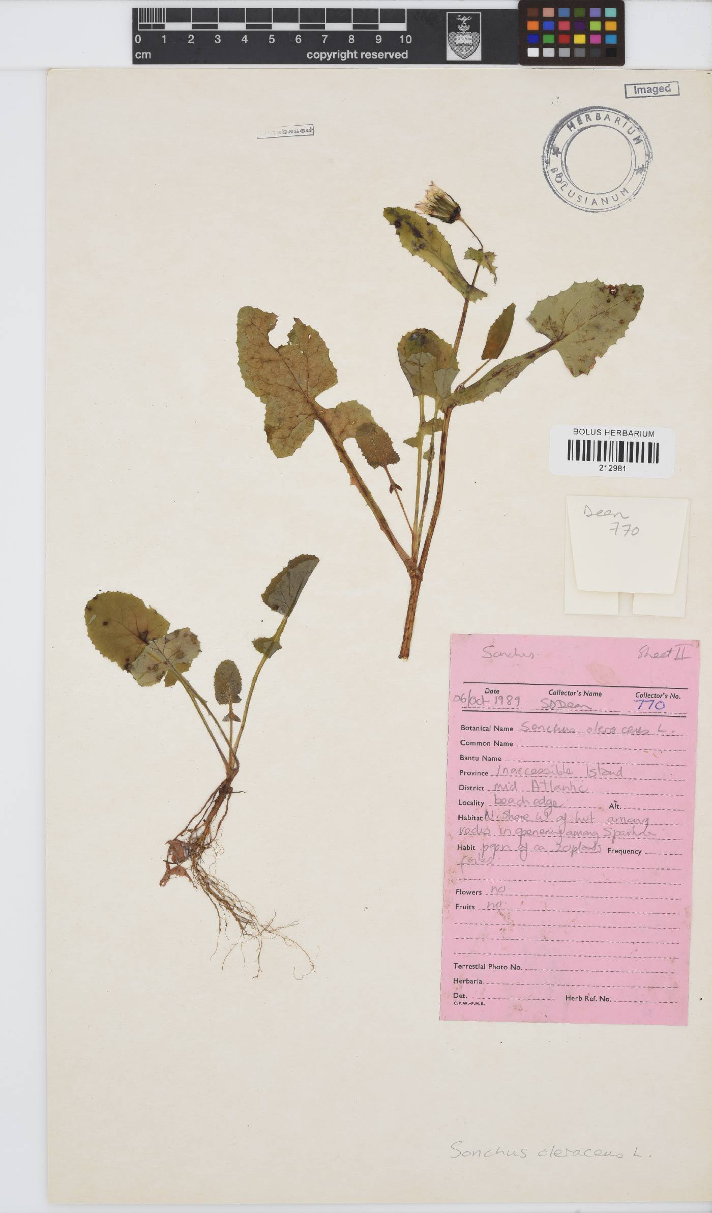 Sonchus oleraceus image