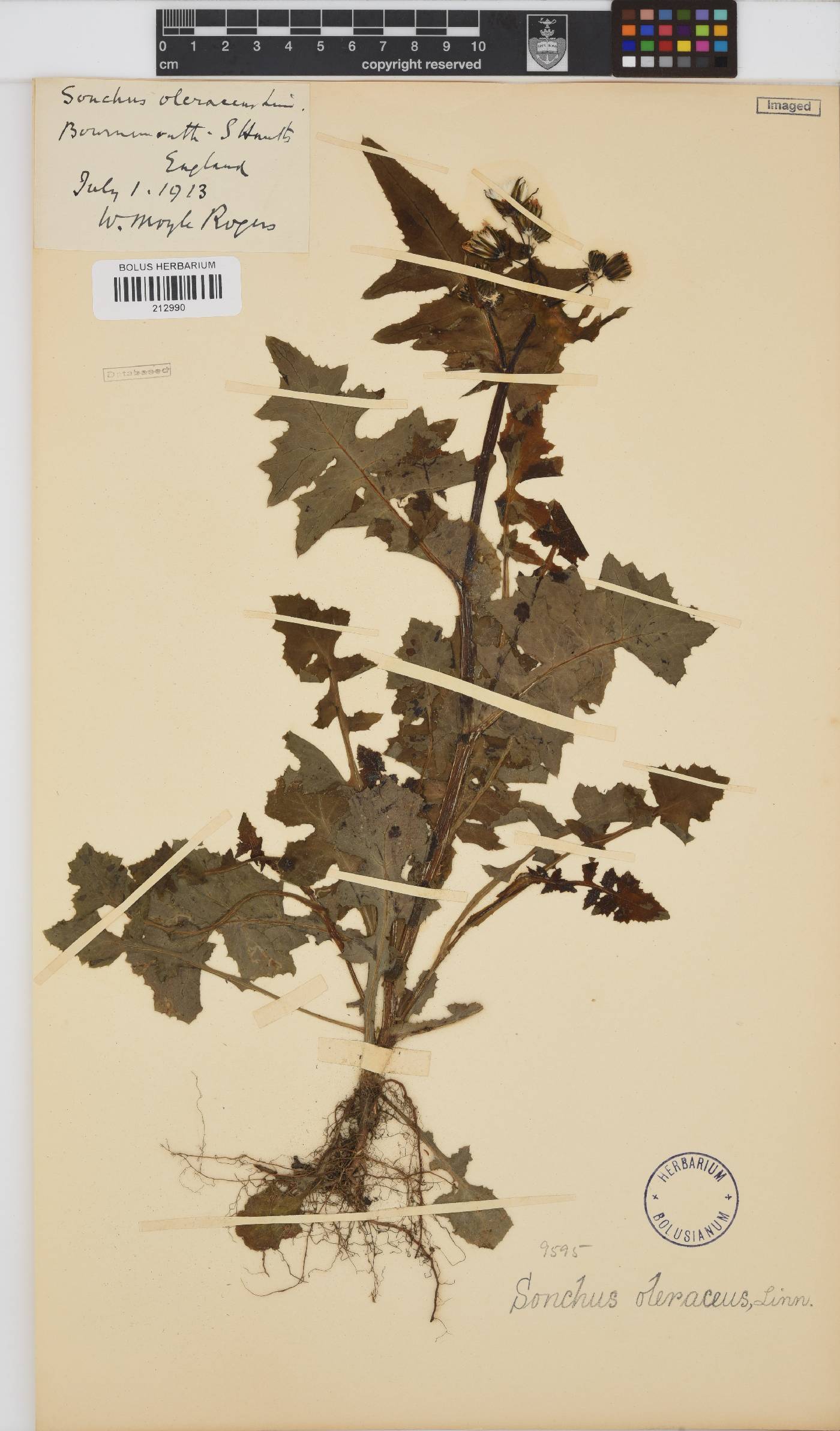 Sonchus image