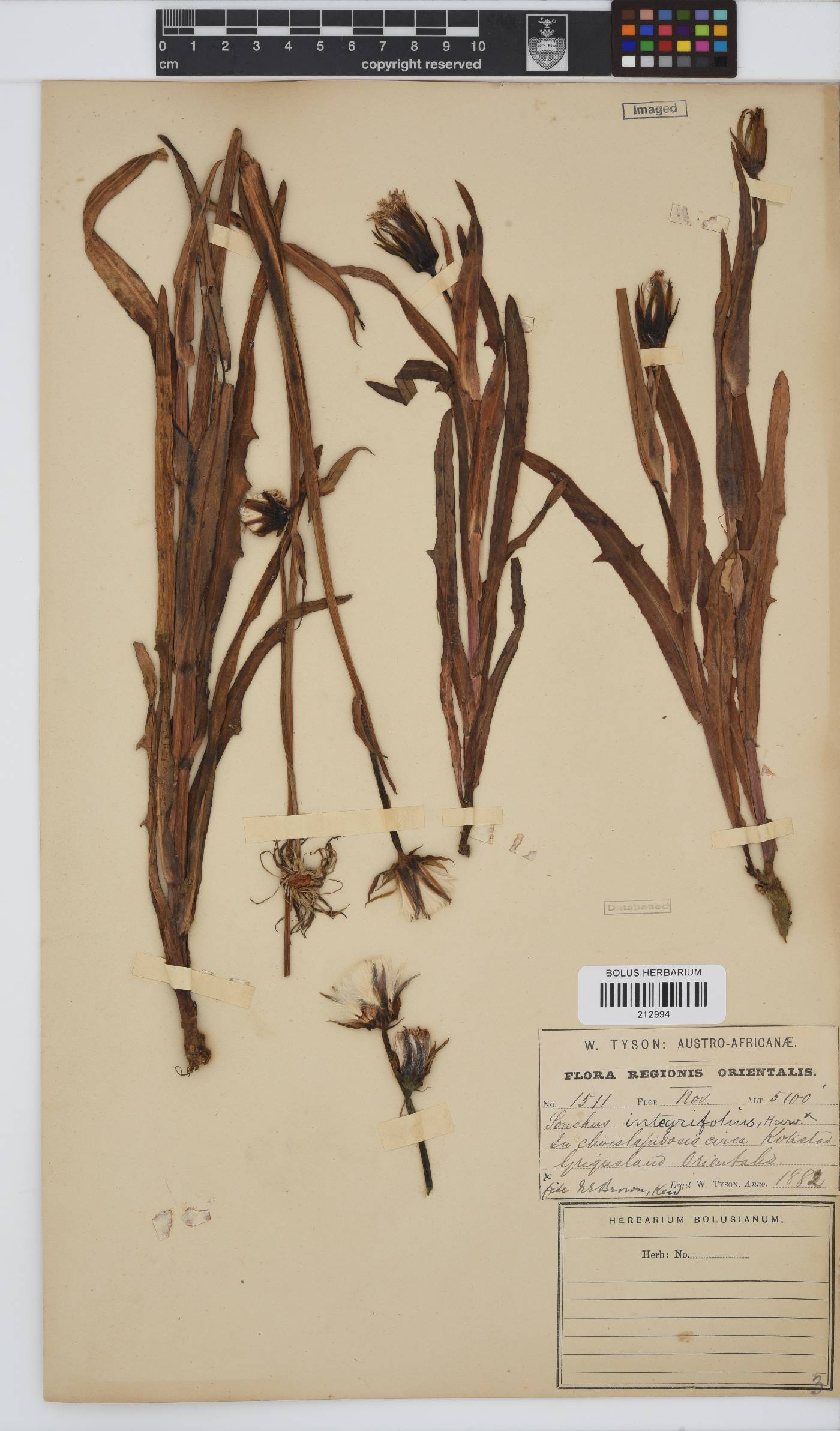 Sonchus integrifolius image