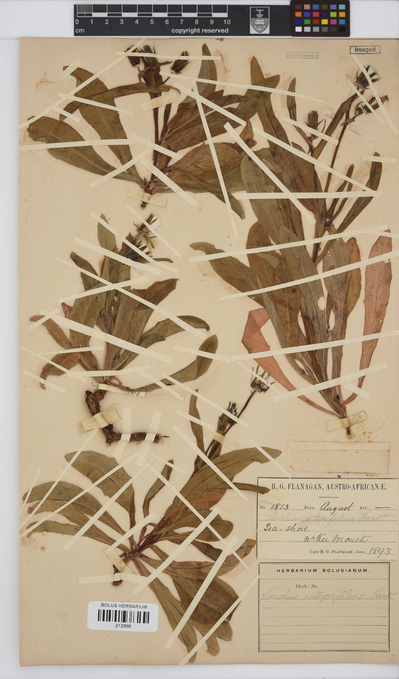 Sonchus integrifolius image