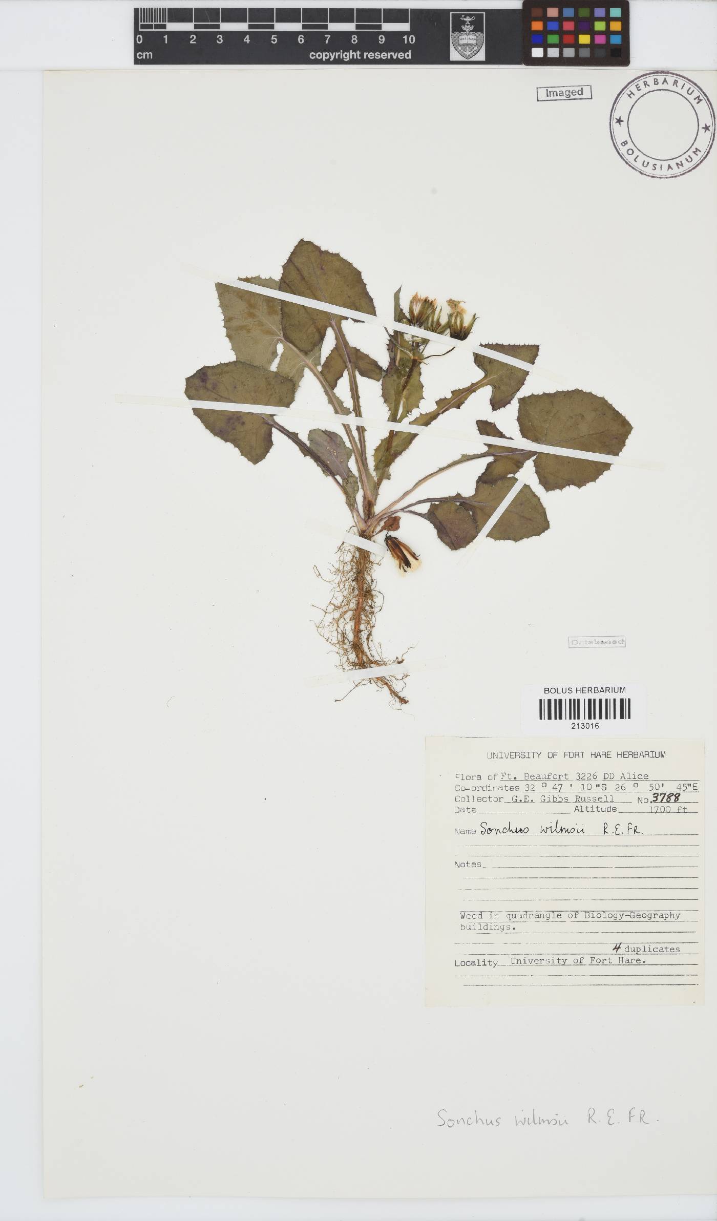 Sonchus wilmsii image