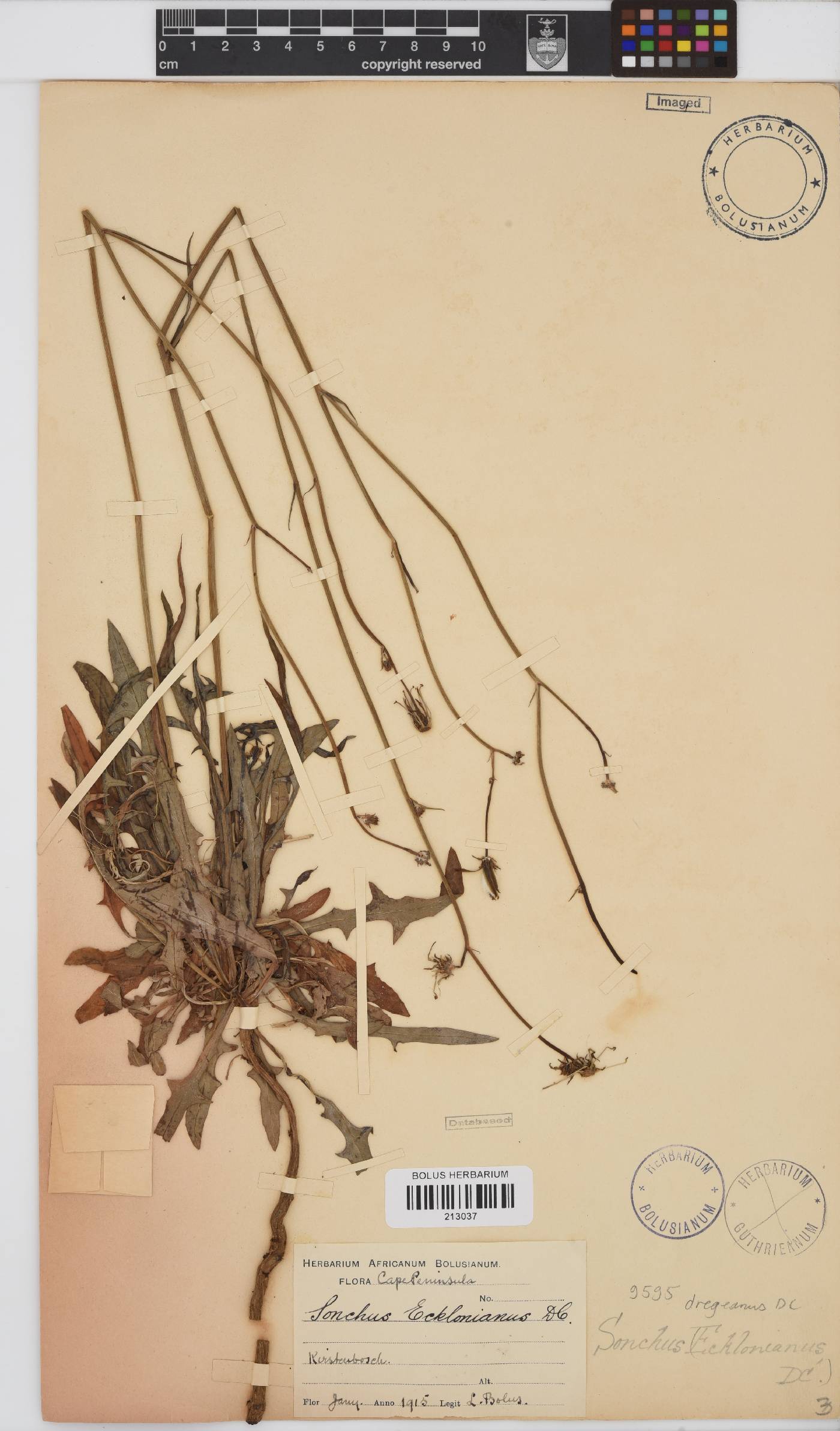 Sonchus dregeanus image