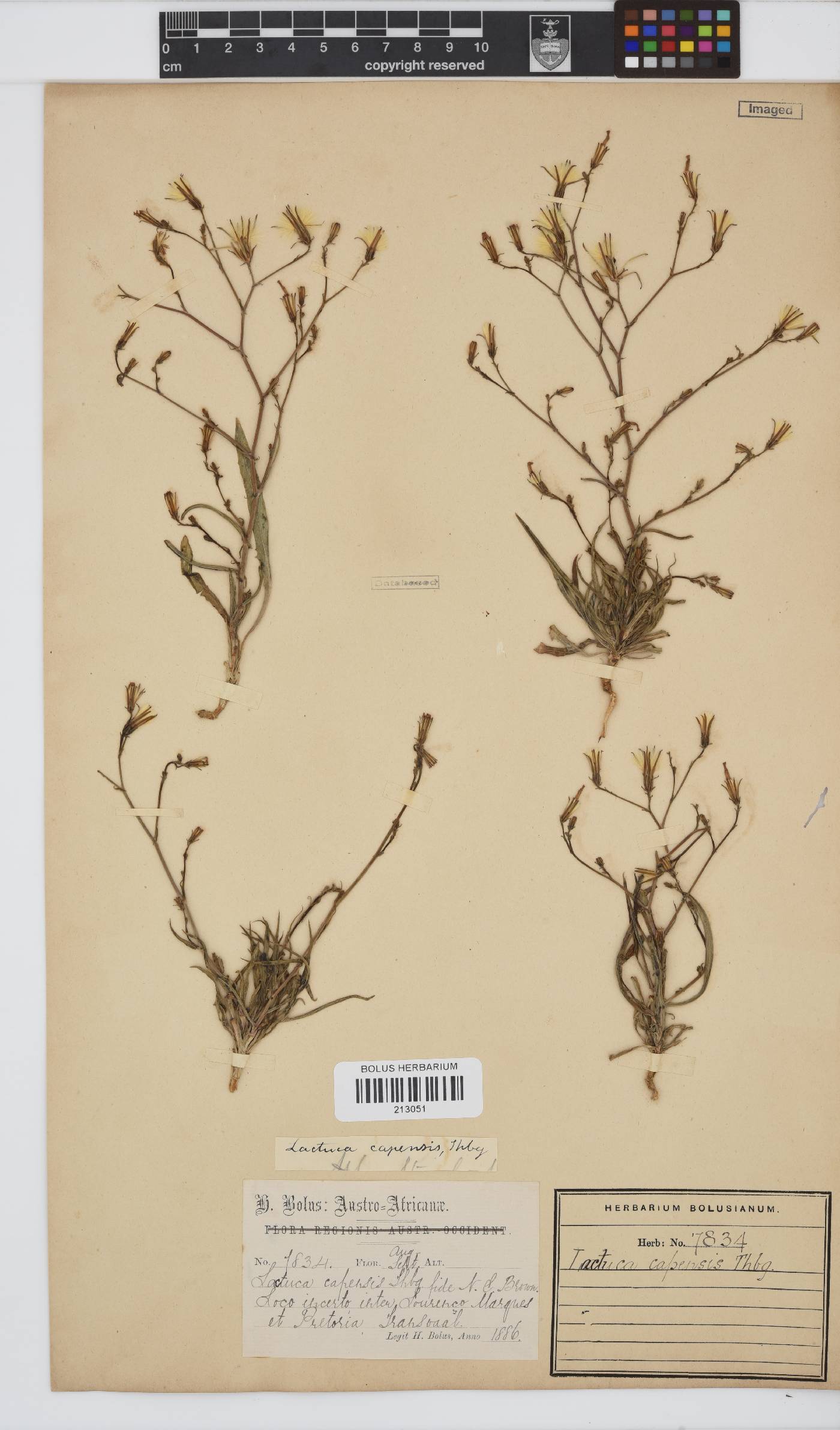 Lactuca image
