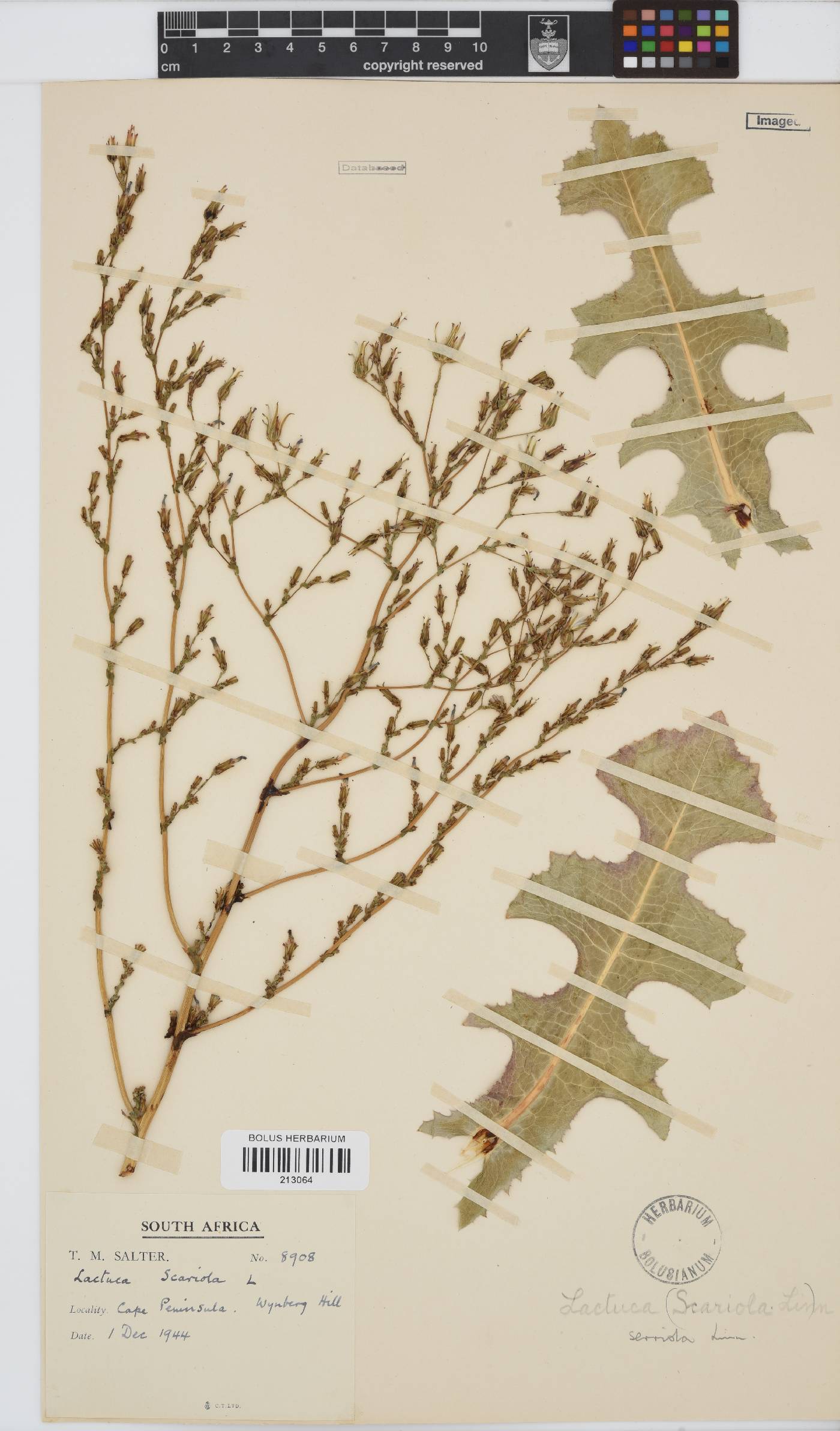 Lactuca serriola image