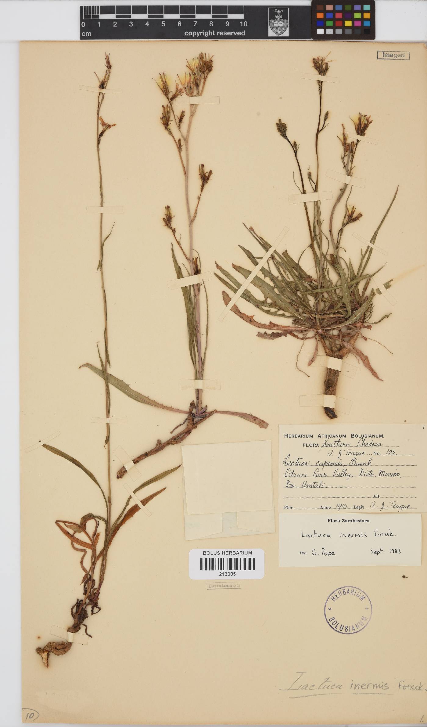 Lactuca inermis image