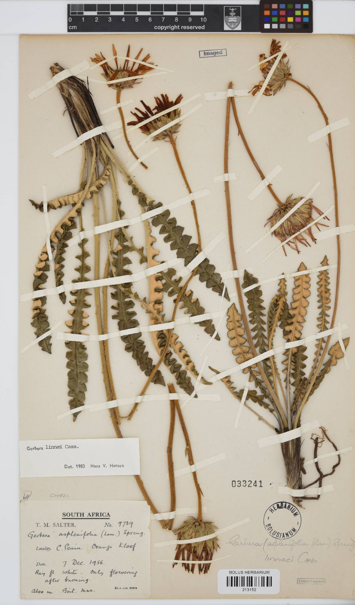 Gerbera linnaei image