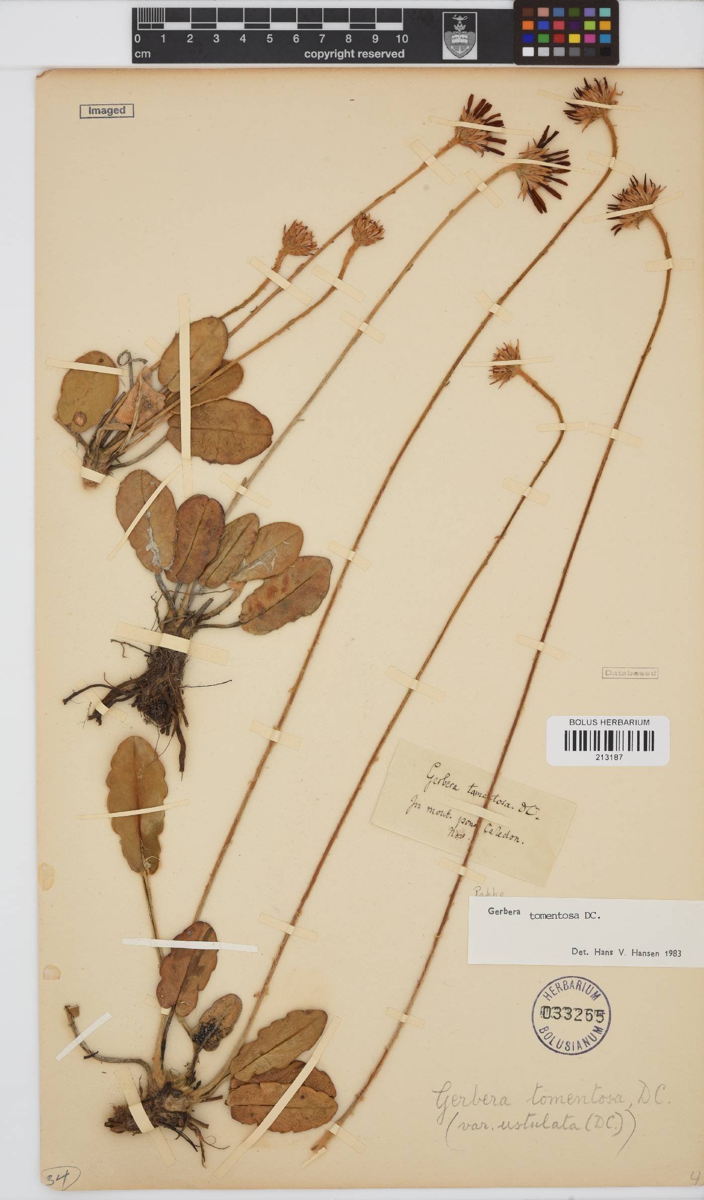 Gerbera tomentosa image