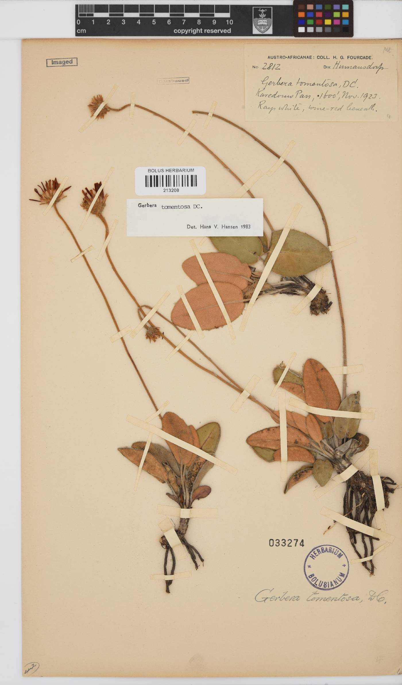 Gerbera tomentosa image