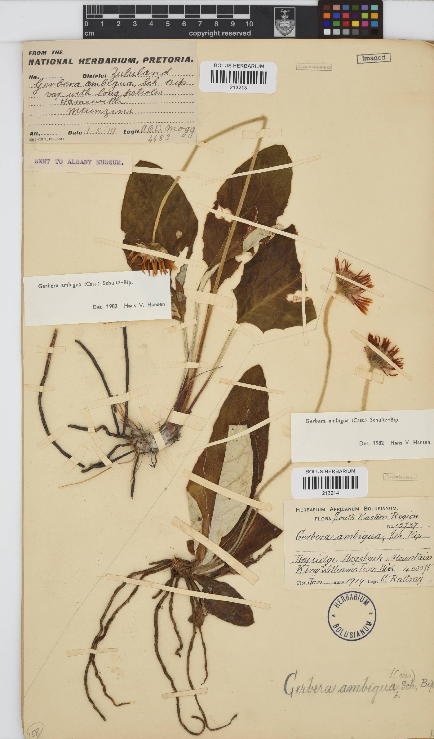 Gerbera ambigua image