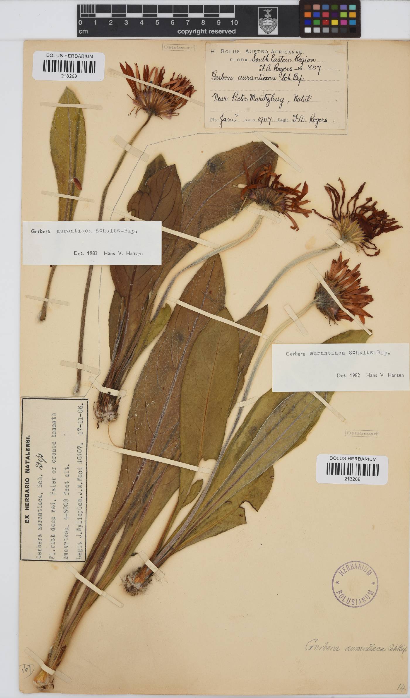 Gerbera aurantiaca image