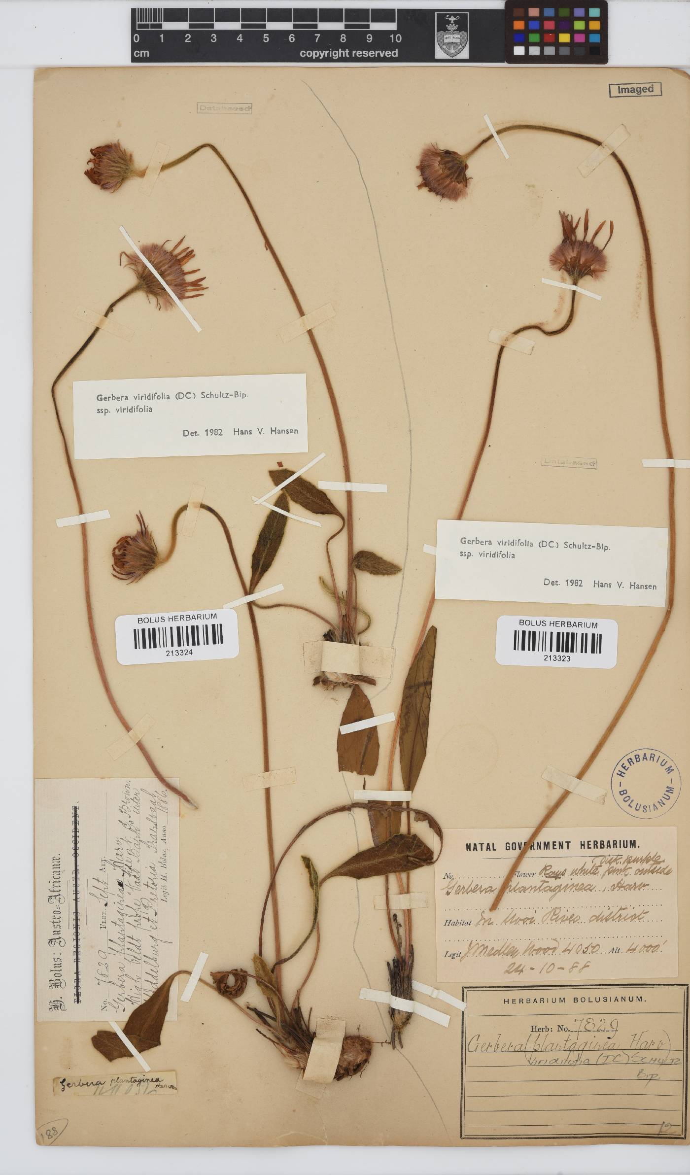 Gerbera viridifolia image