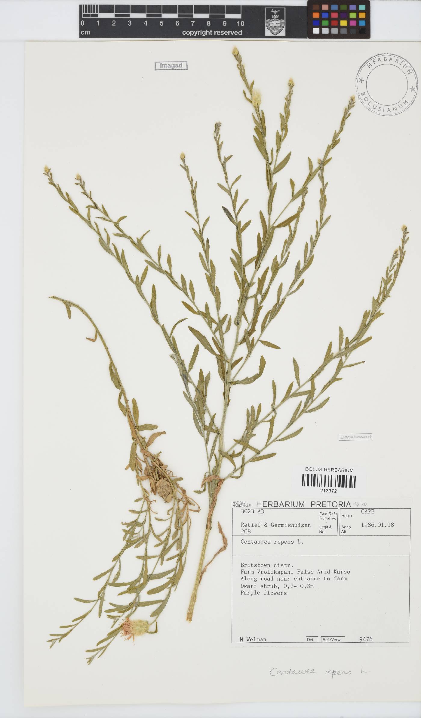 Rhaponticum repens image