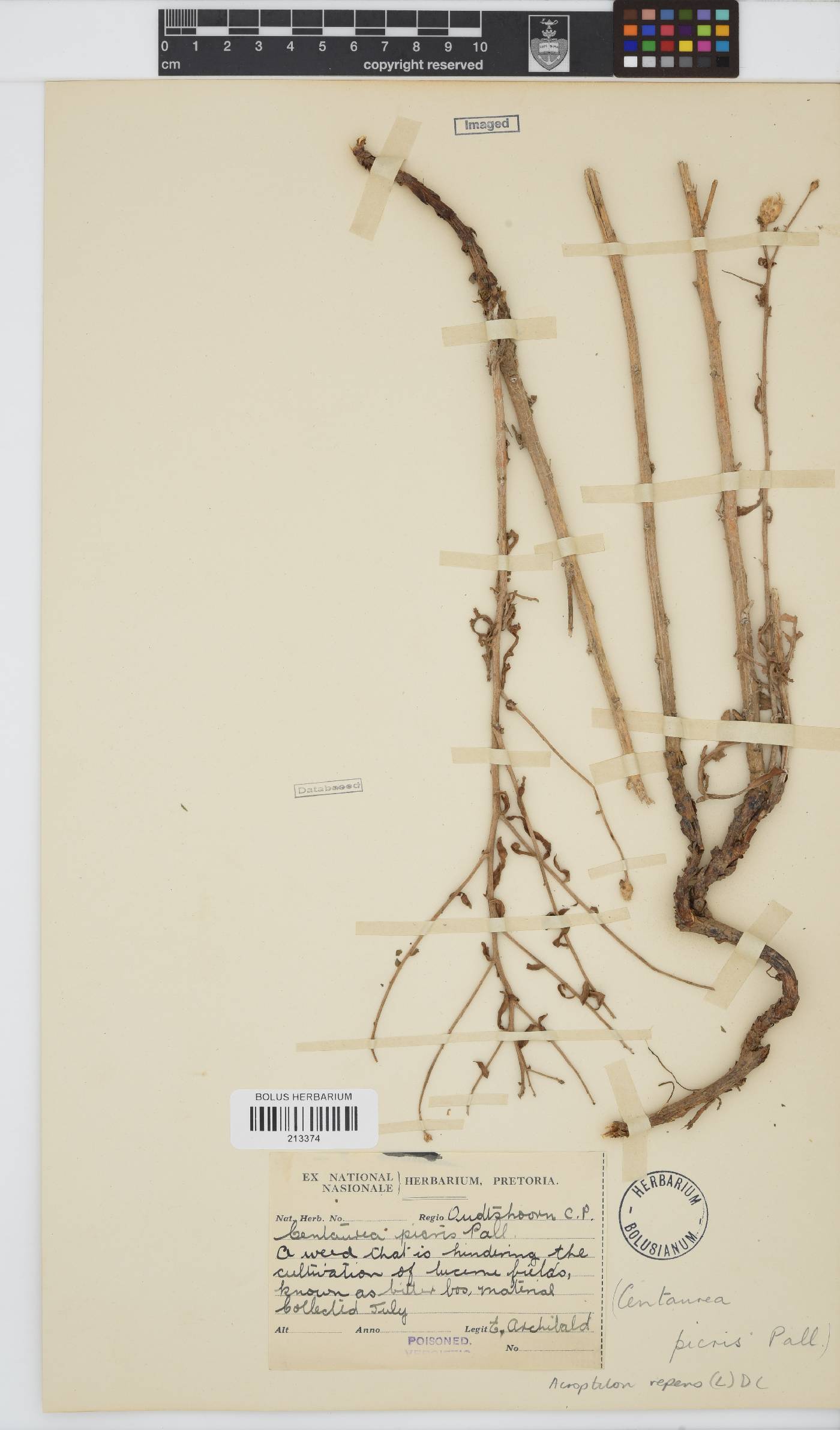 Rhaponticum repens image