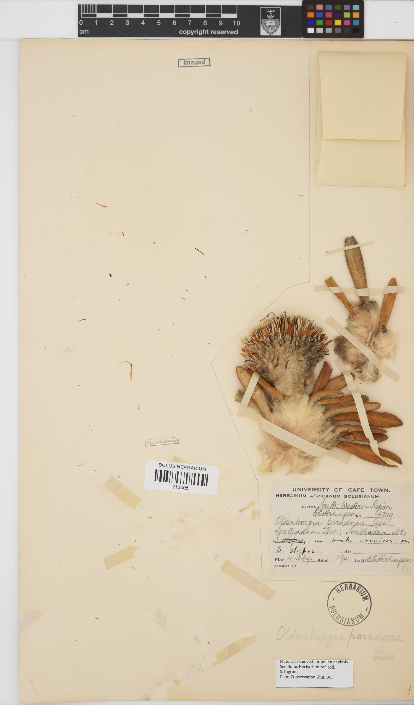 Oldenburgia paradoxa image