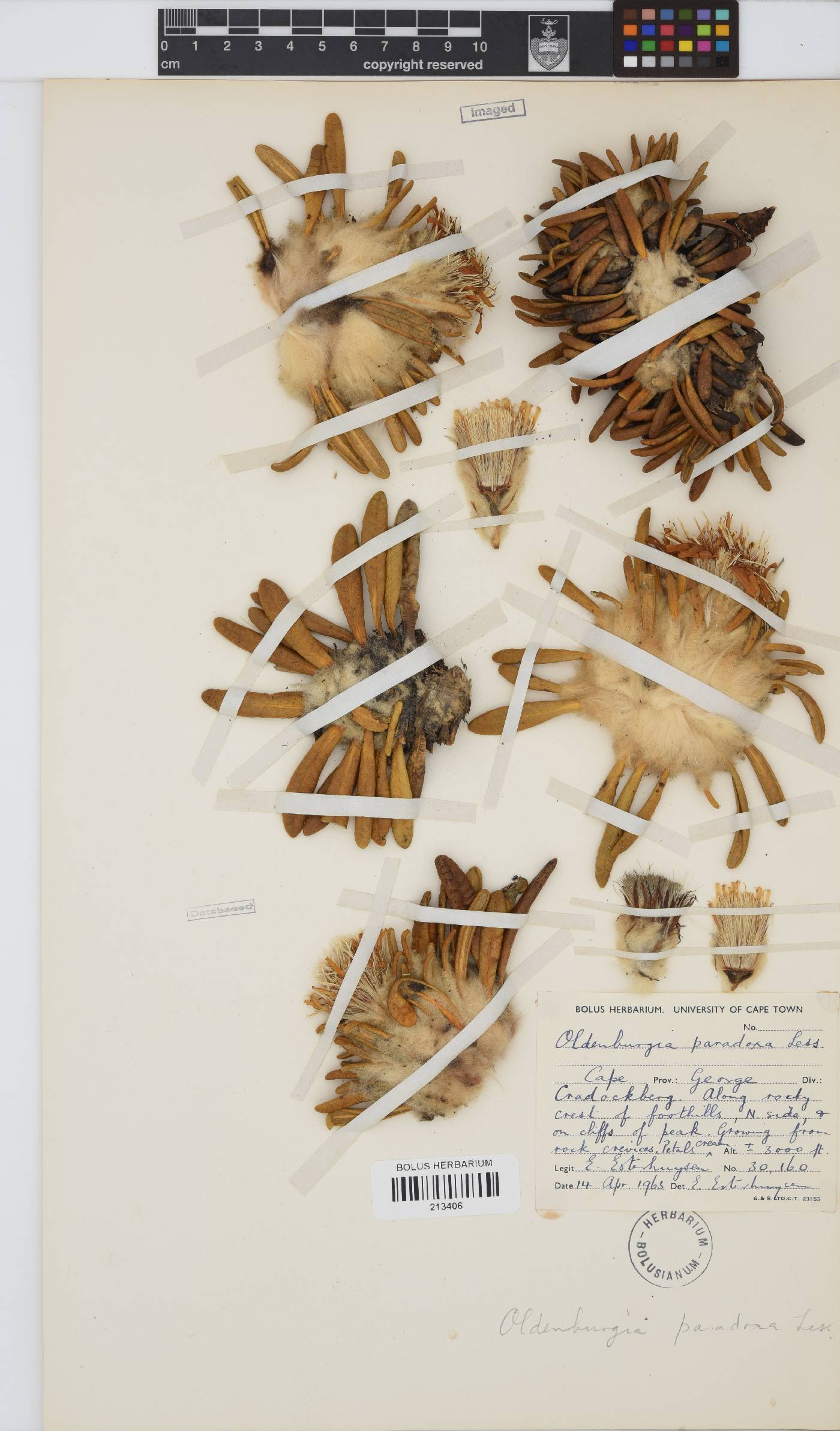 Oldenburgia paradoxa image