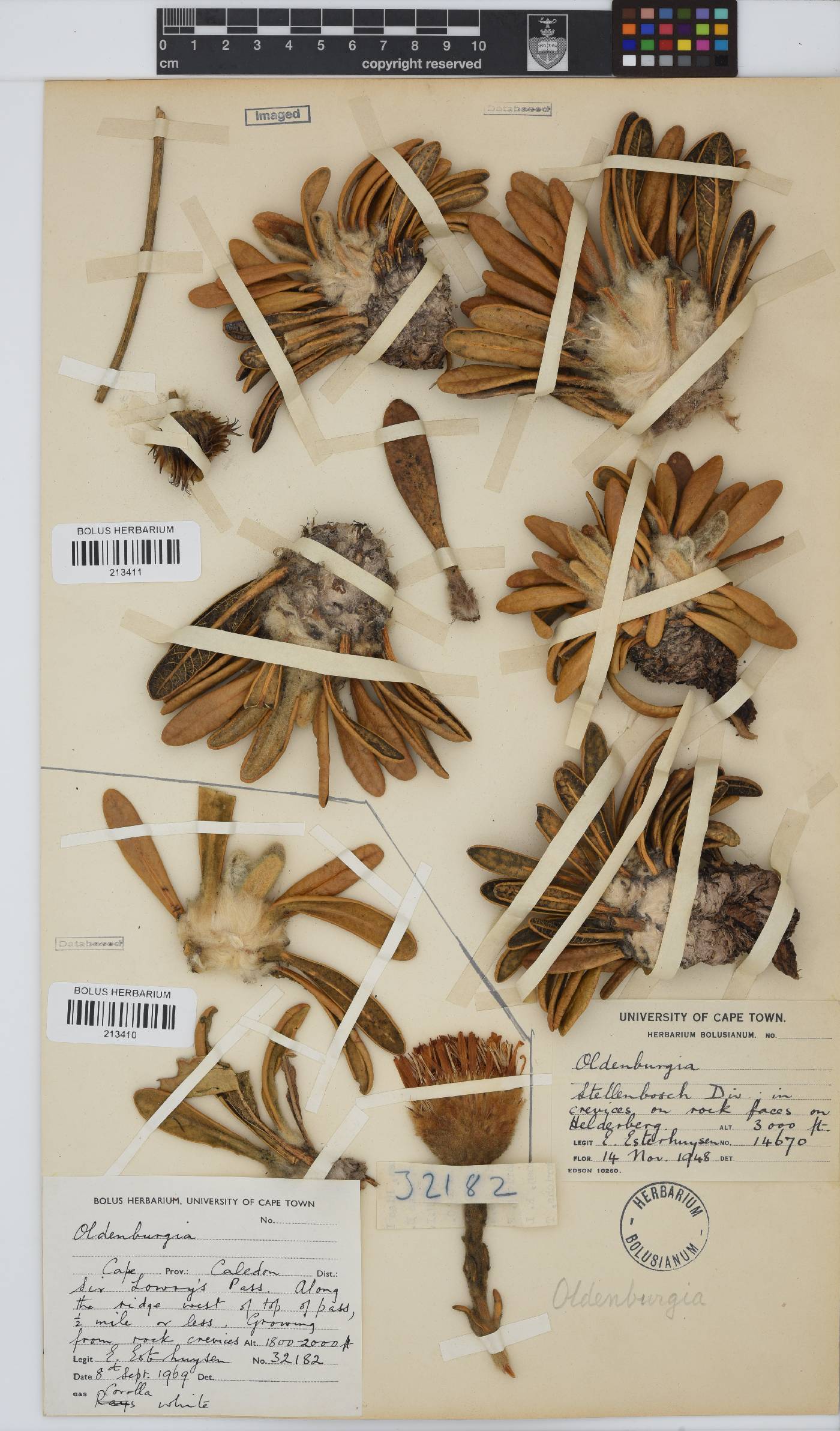 Oldenburgia paradoxa image