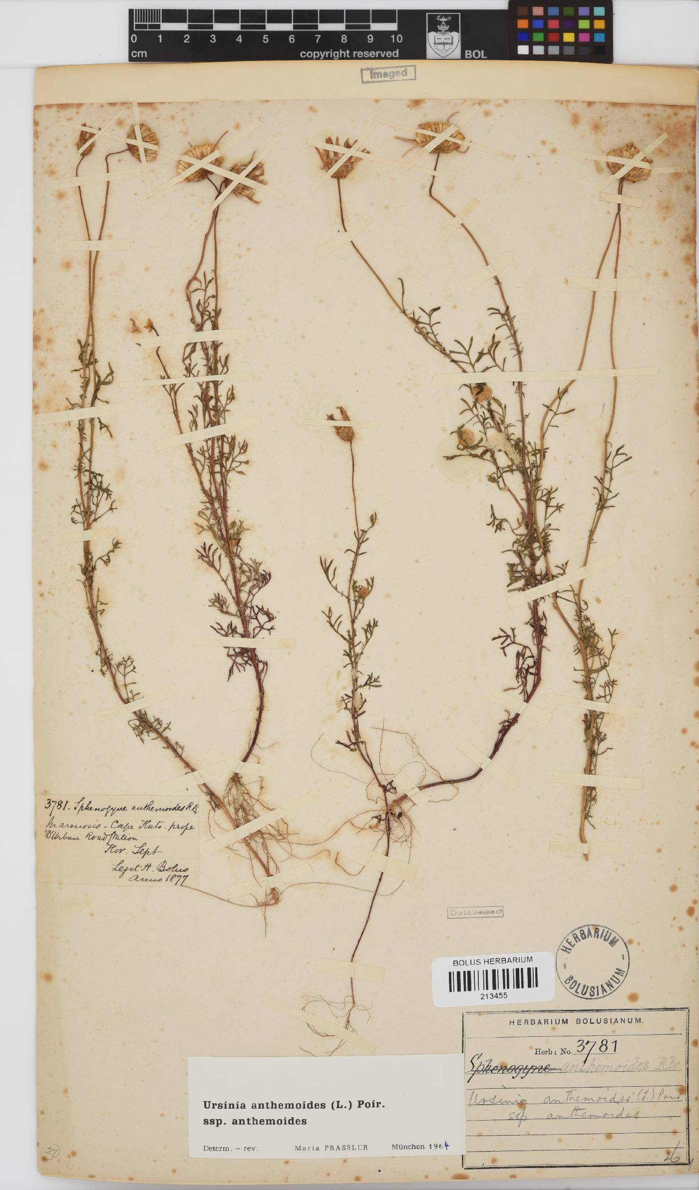 Ursinia anthemoides subsp. anthemoides image