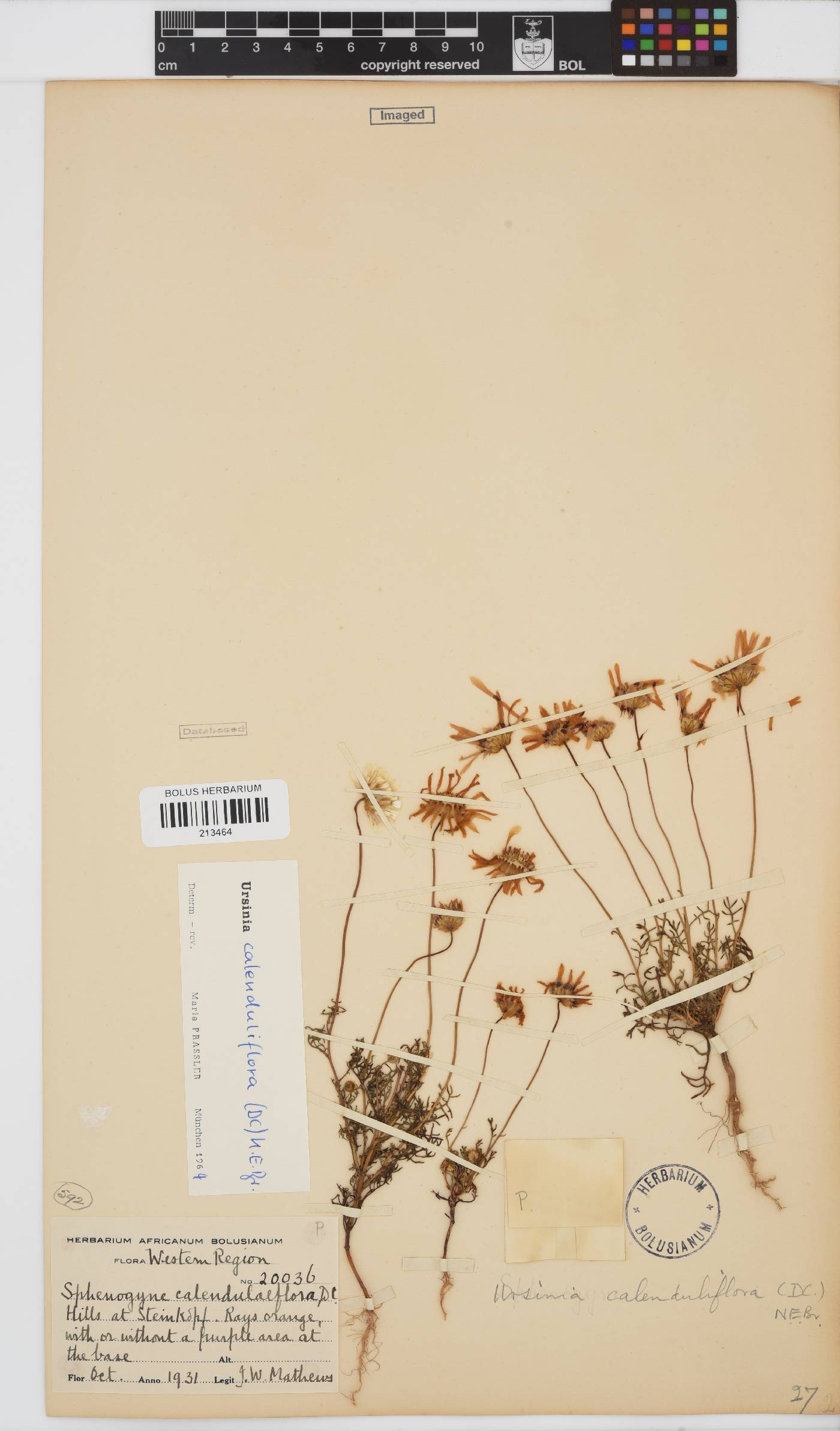 Ursinia calenduliflora image