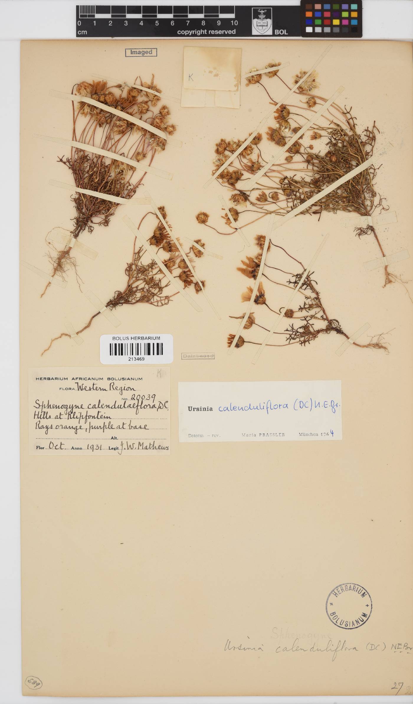 Ursinia calenduliflora image