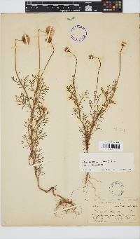 Ursinia anthemoides subsp. versicolor image