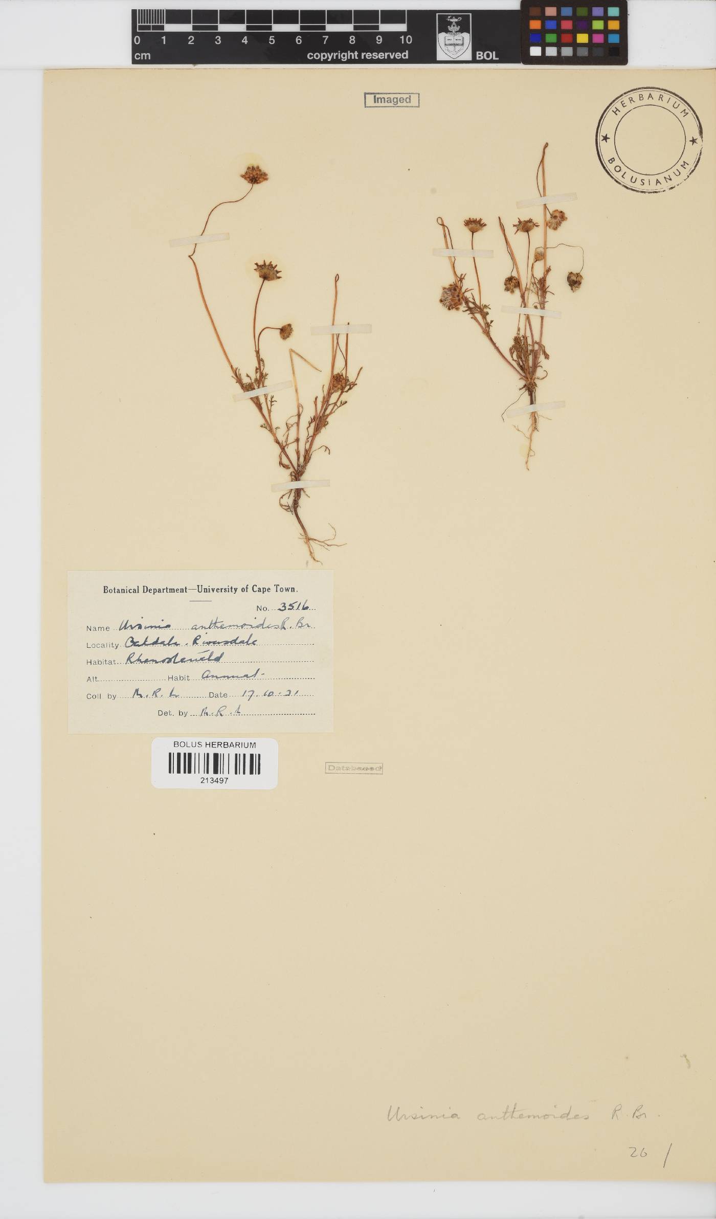 Ursinia anthemoides subsp. versicolor image