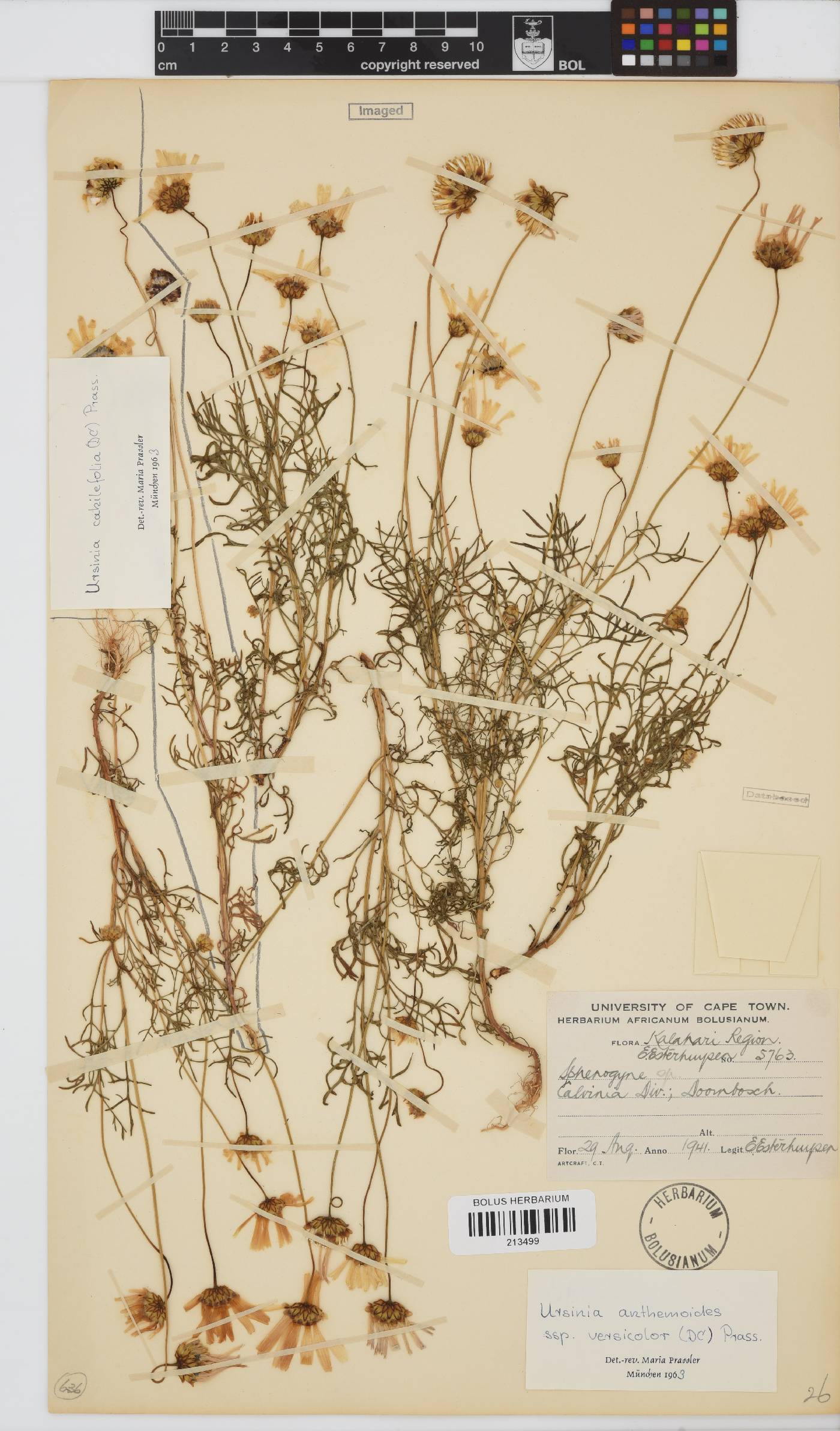Ursinia anthemoides image