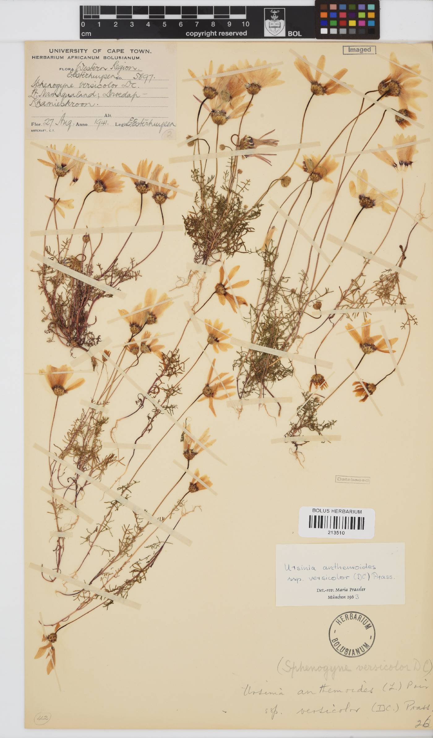 Ursinia anthemoides image