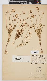 Ursinia anthemoides subsp. anthemoides image