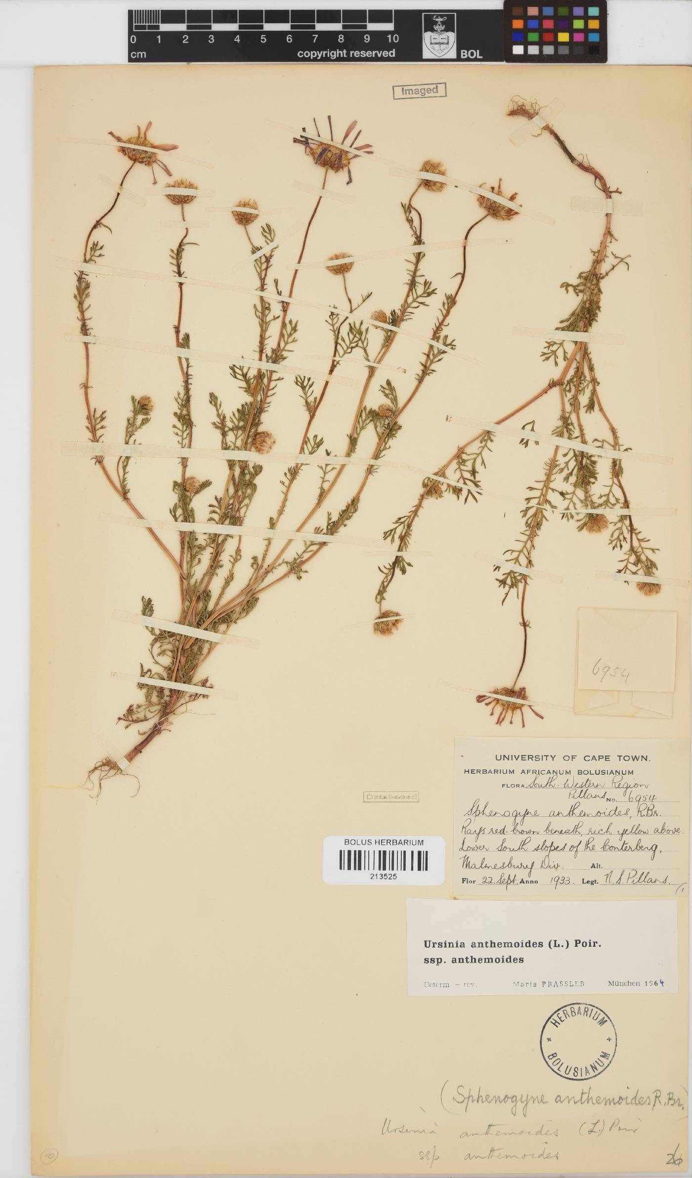 Ursinia anthemoides subsp. anthemoides image