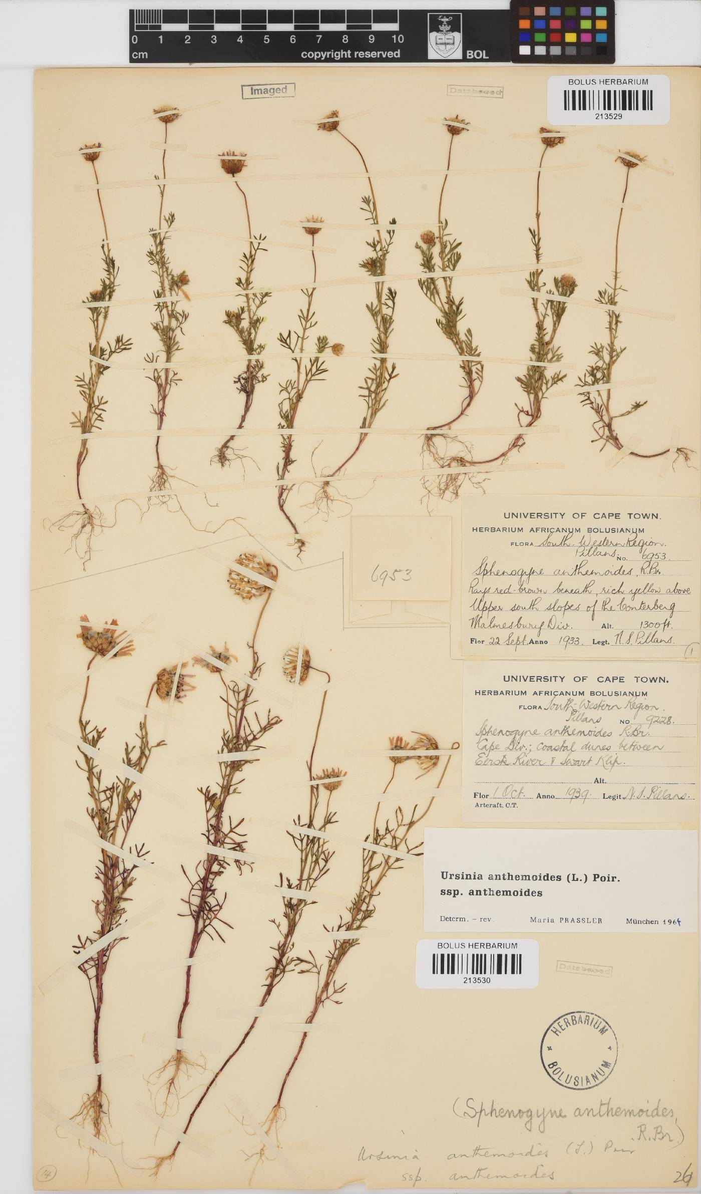 Ursinia anthemoides subsp. anthemoides image