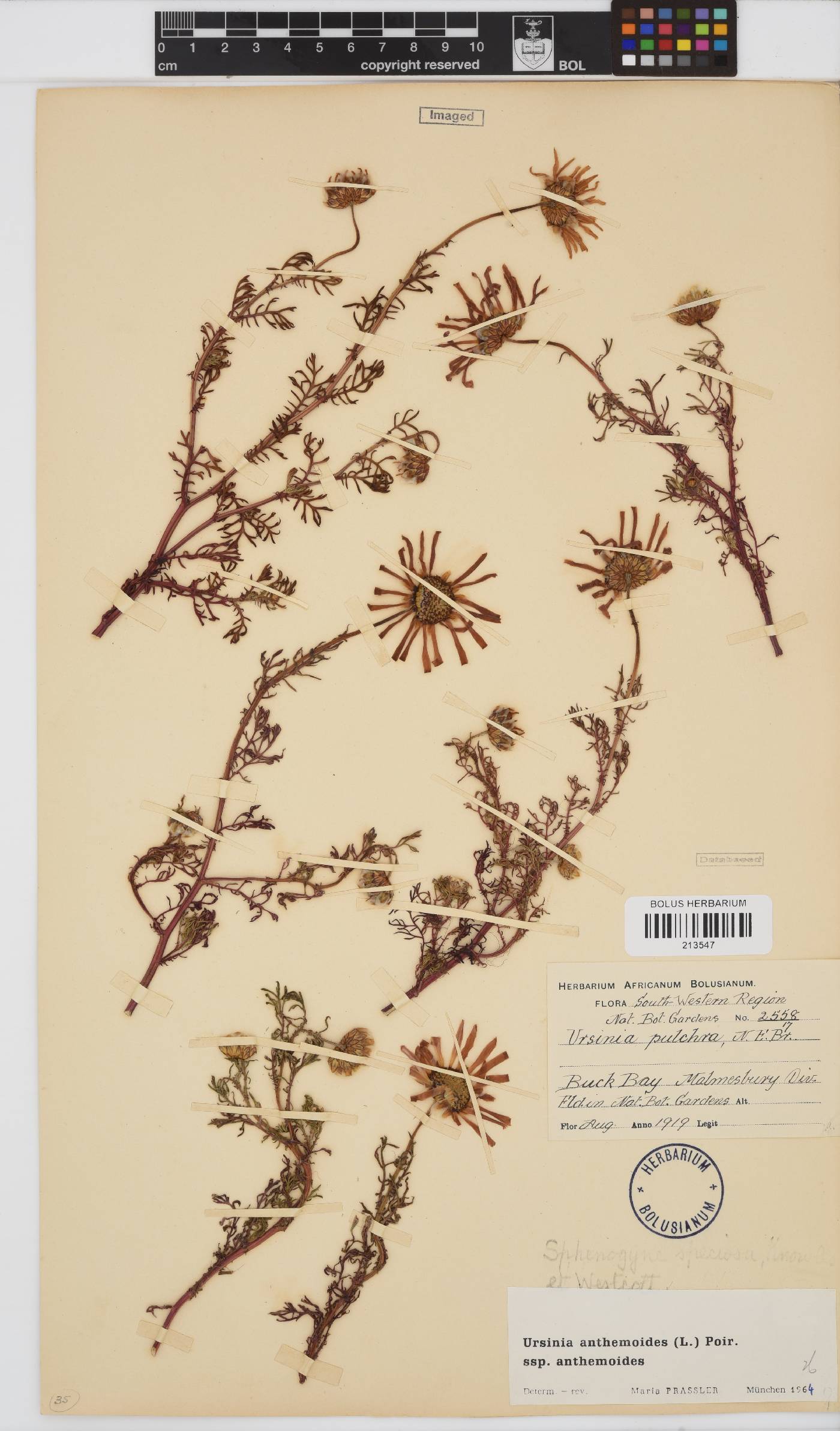 Ursinia anthemoides image