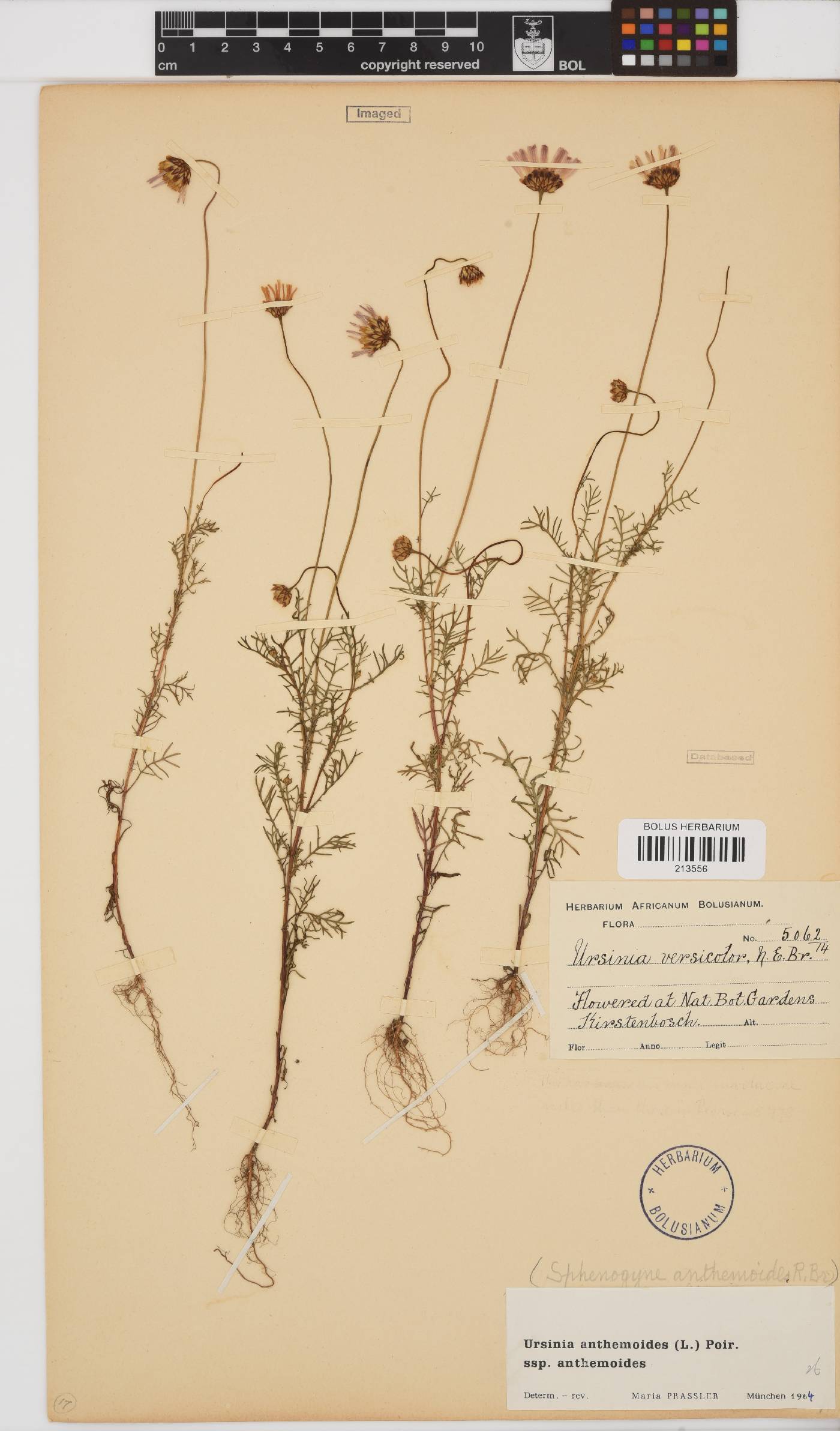 Ursinia image