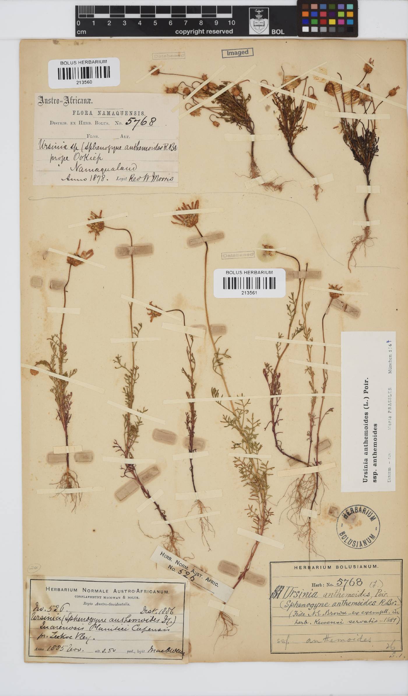 Ursinia anthemoides subsp. anthemoides image