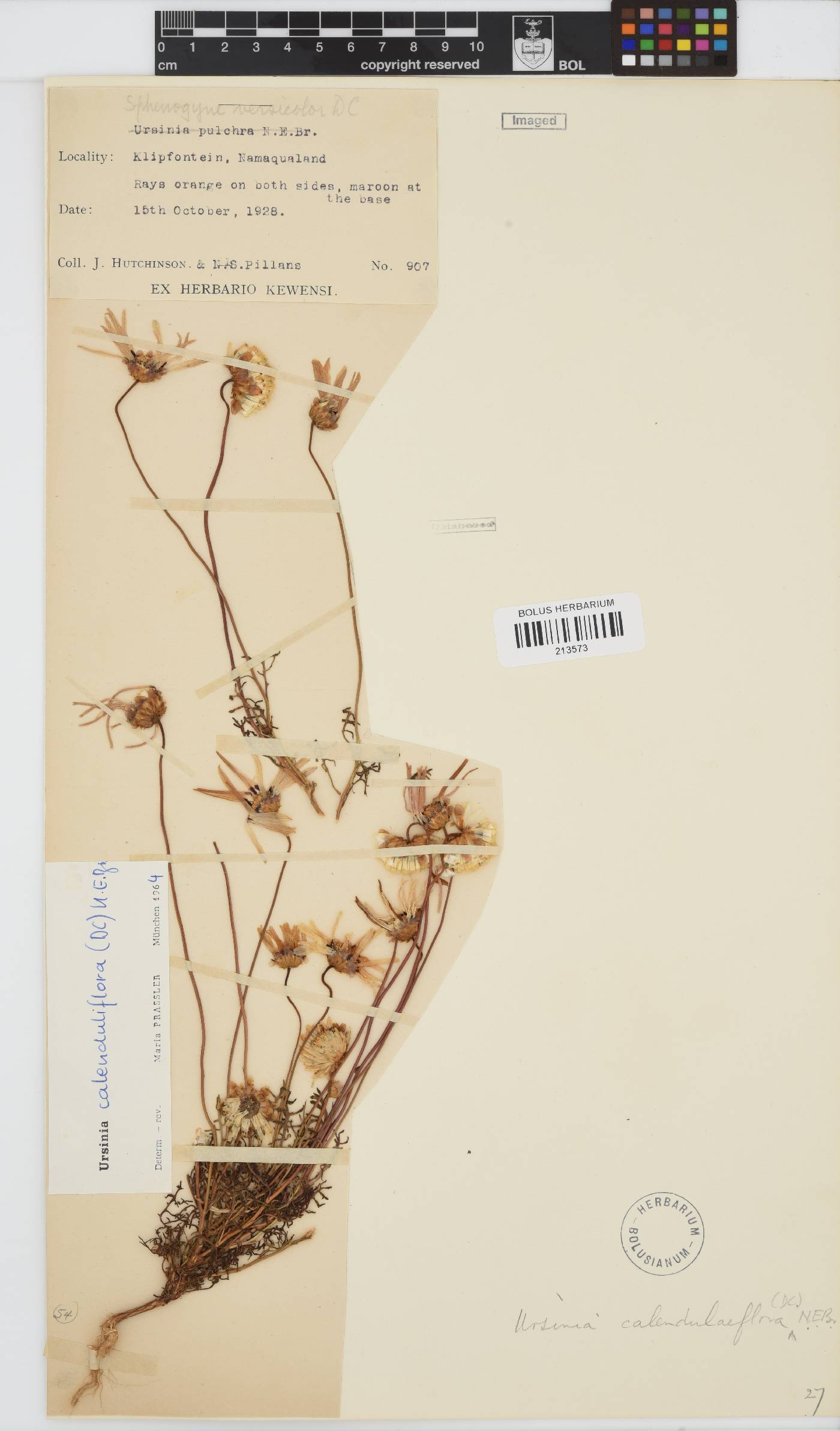 Ursinia calenduliflora image