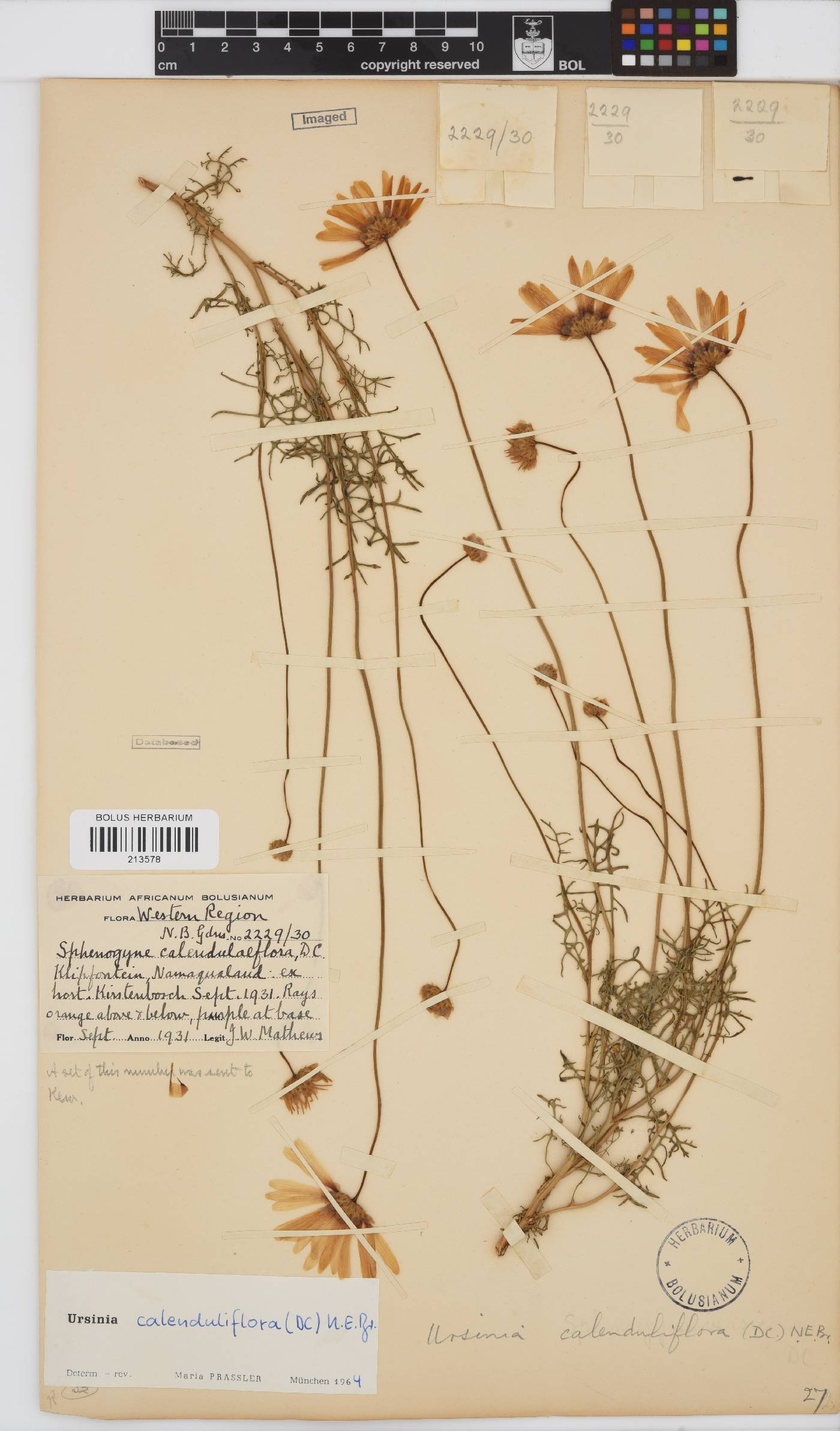 Ursinia calenduliflora image