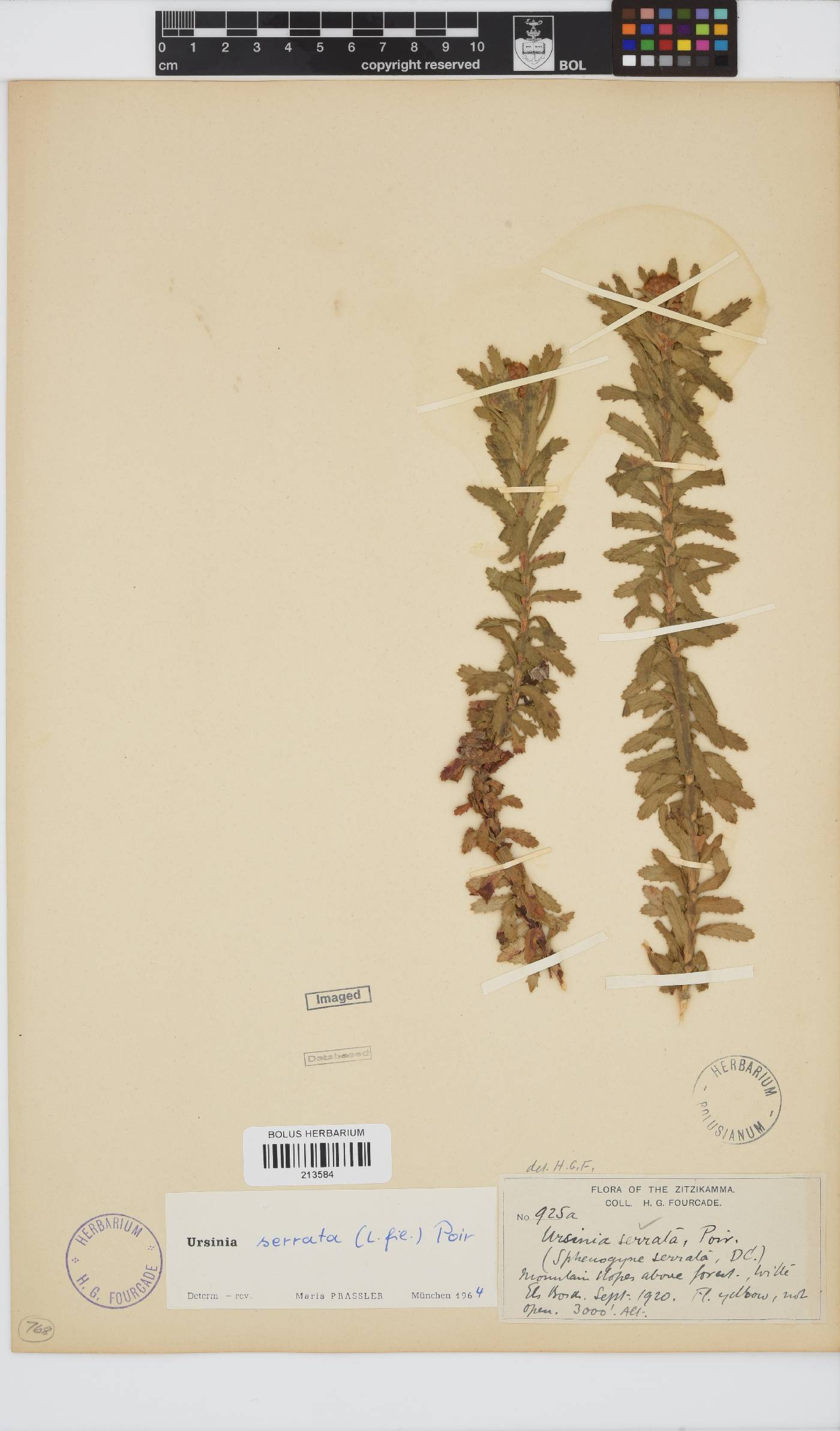 Ursinia serrata image